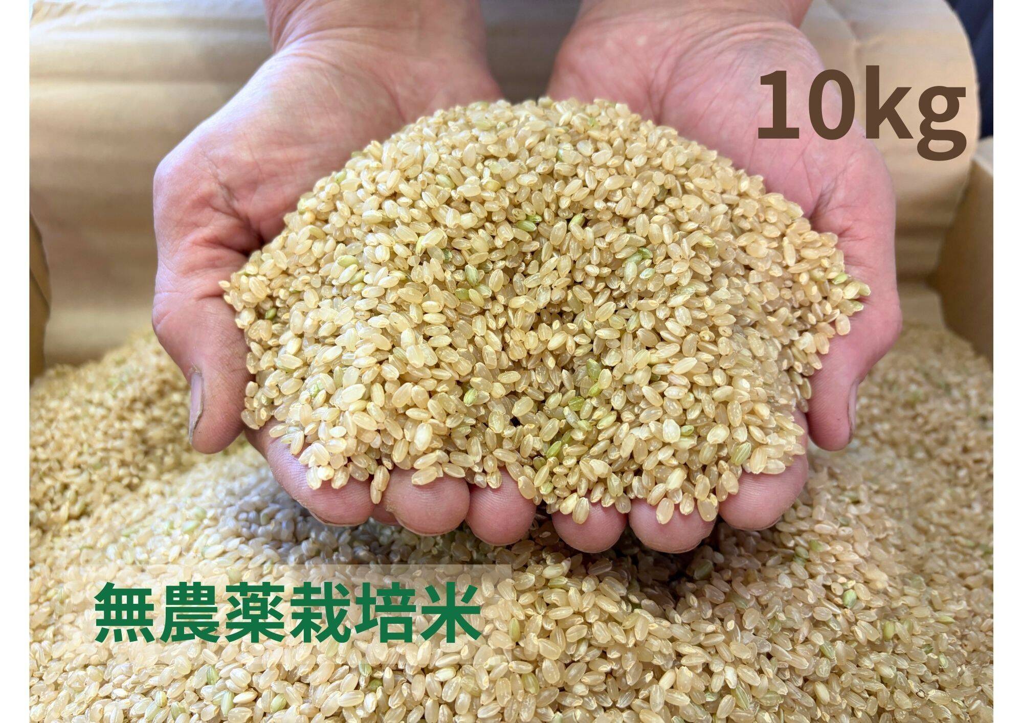 令和7年産】栽培期間中農薬不使用 コシヒカリ 玄米 10kg：長野県産の