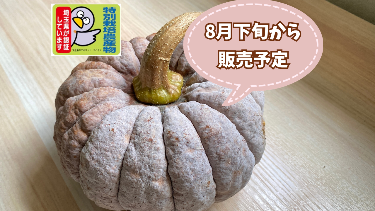 今期最終【自然栽培🍀在来種🎃秋田早生菊かぼちゃ1個・約1Kg】ほっ