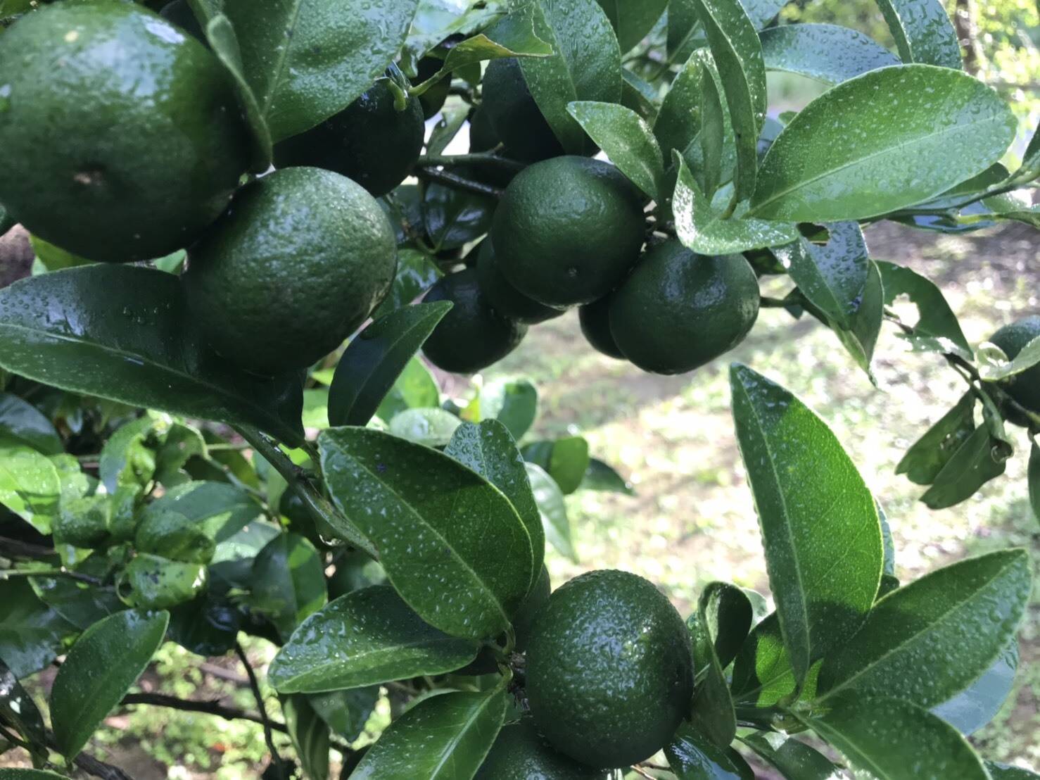 沖縄の香り 最高級品 大宜味村 押川のシークヮーサー 2 沖縄県産 食べチョク 農家 漁師の産直ネット通販 旬の食材を生産者直送