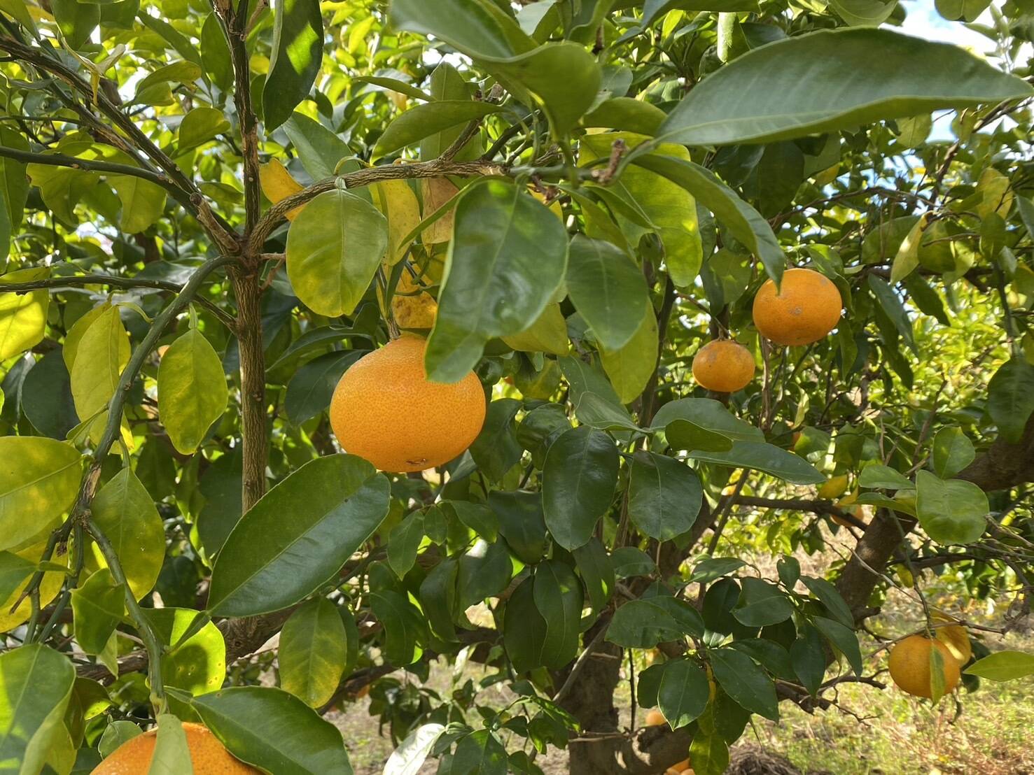 数量限定】あいか28号 2キロ 農薬・化学肥料不使用：愛媛県産のみかん