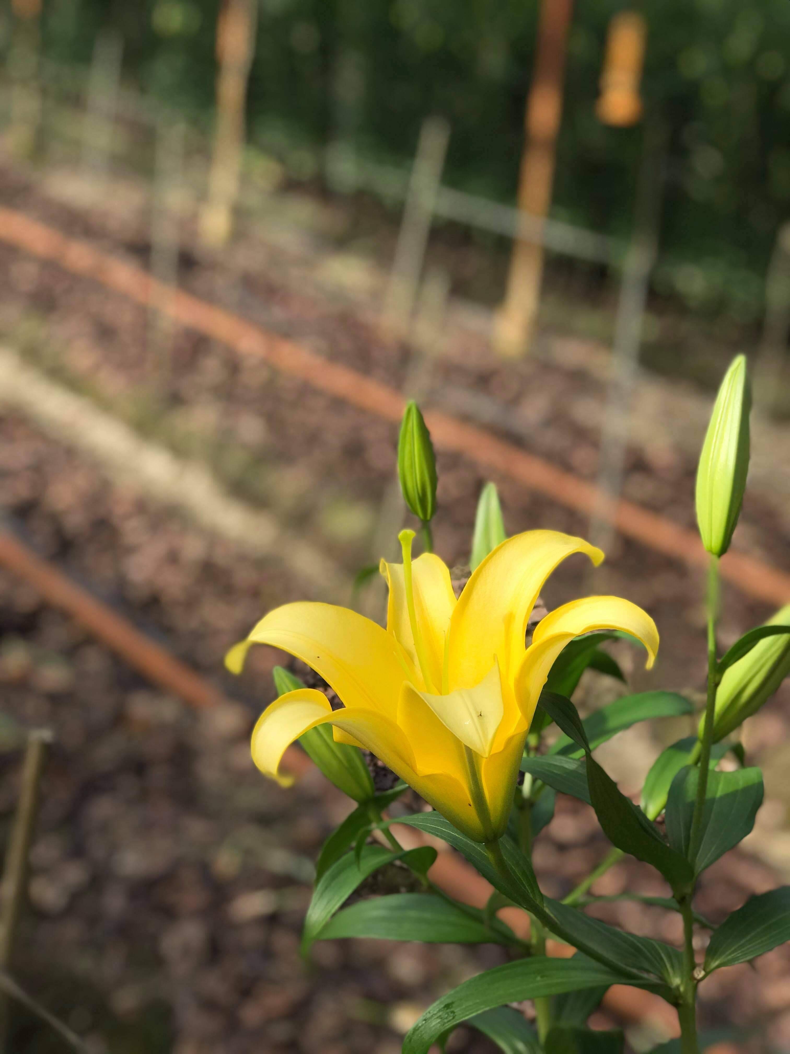 百合生花80cm丈ﾐｯｸｽ5本束 正規品 全国 高知県産 食べチョク 農家 漁師の産直ネット通販 旬の食材を生産者直送