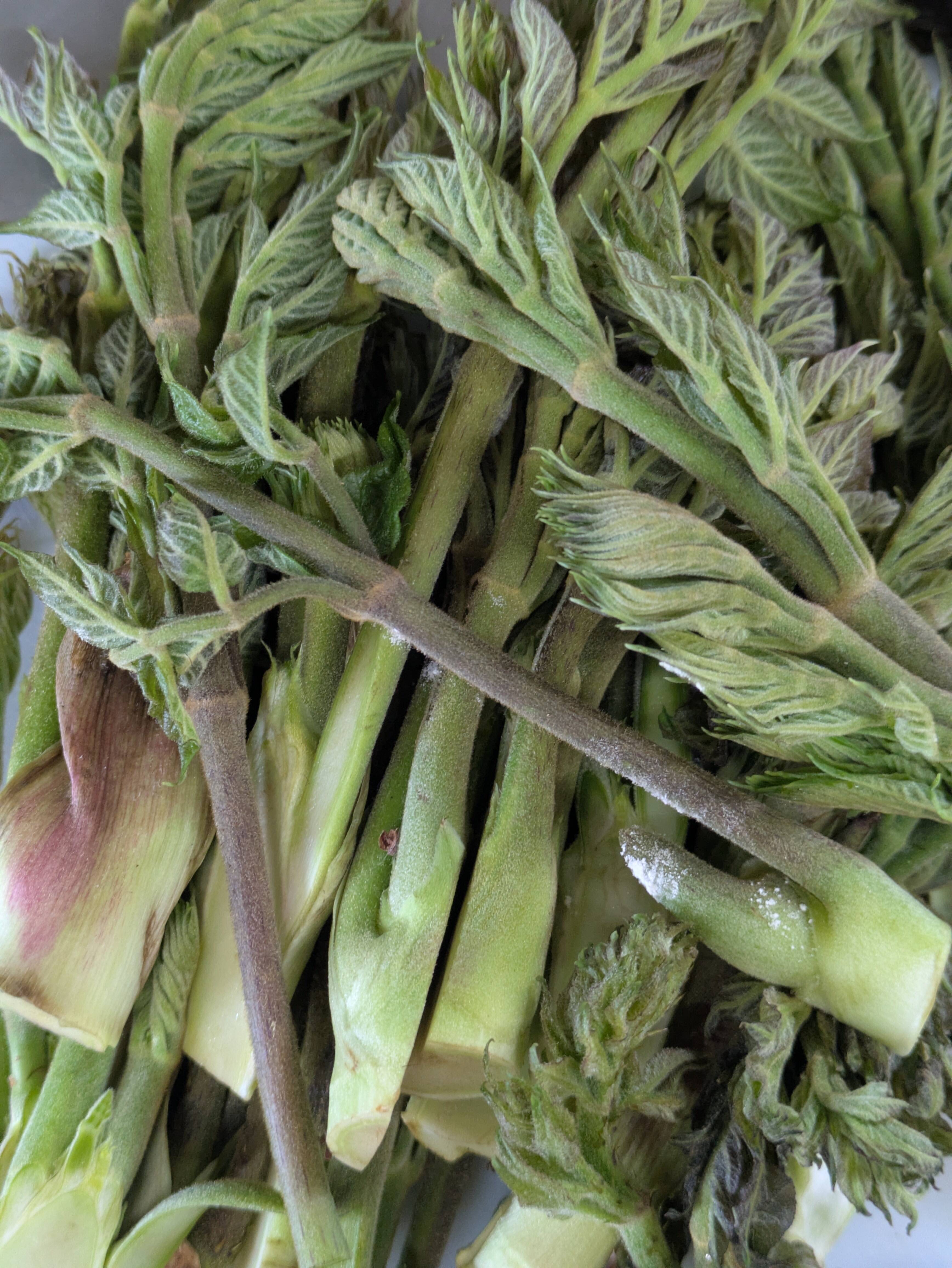 タラの芽　コメント用 タラの芽 たらのめ 天然 山菜 約300-400g程度 サイズバラバラ：長野県