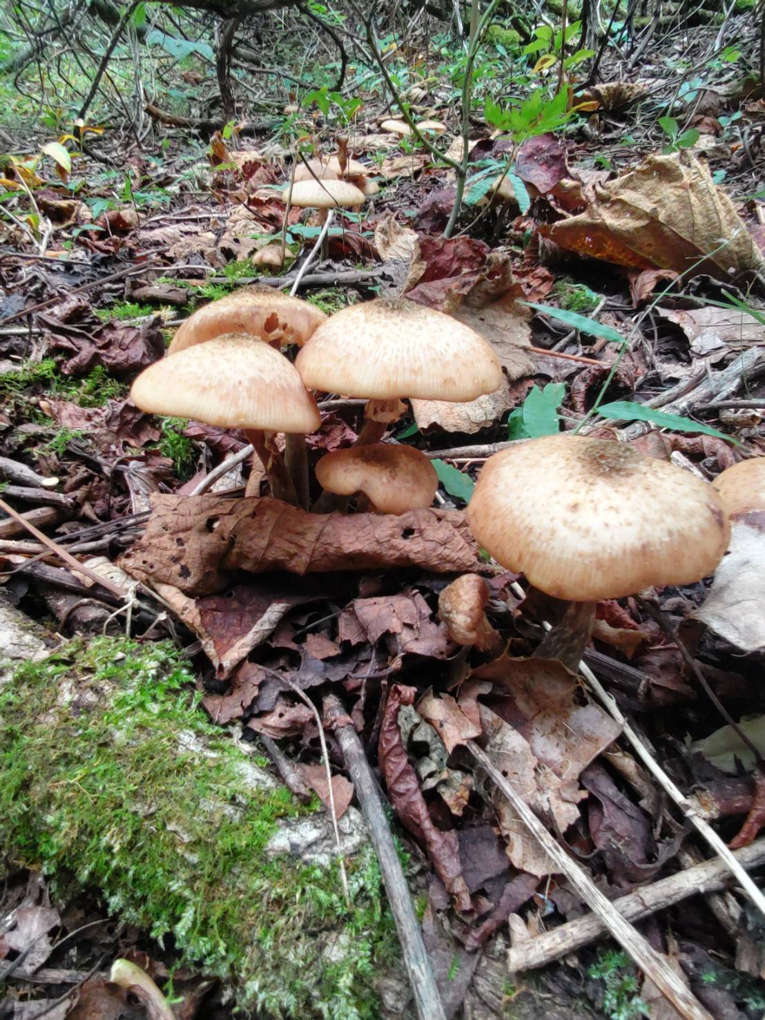 天然きのこ発送開始します｜食べチョク｜産地直送(産直)お取り寄せ通販 - 農家・漁師から旬の食材を直送