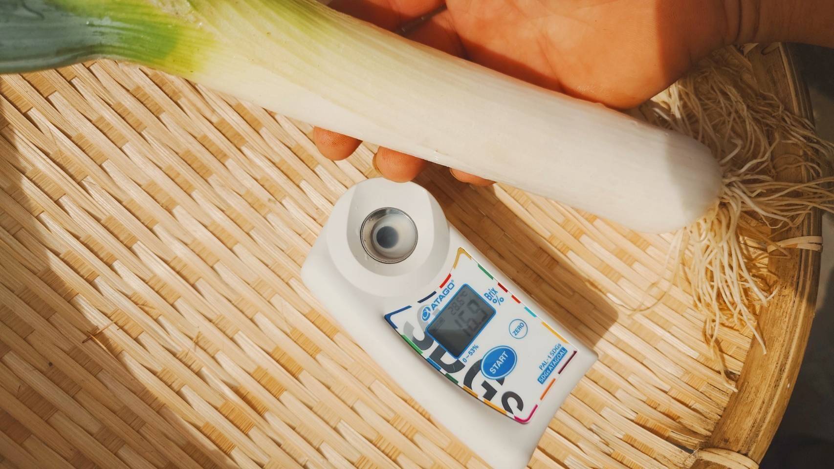 糖度15度以上 千葉県産 長ネギ 甘い 美味い 20本 2L以上:千葉県産の夏 糖度15度以上 千葉県産 長ネギ 甘い 美味い 20本 2L以上:千葉県産の夏