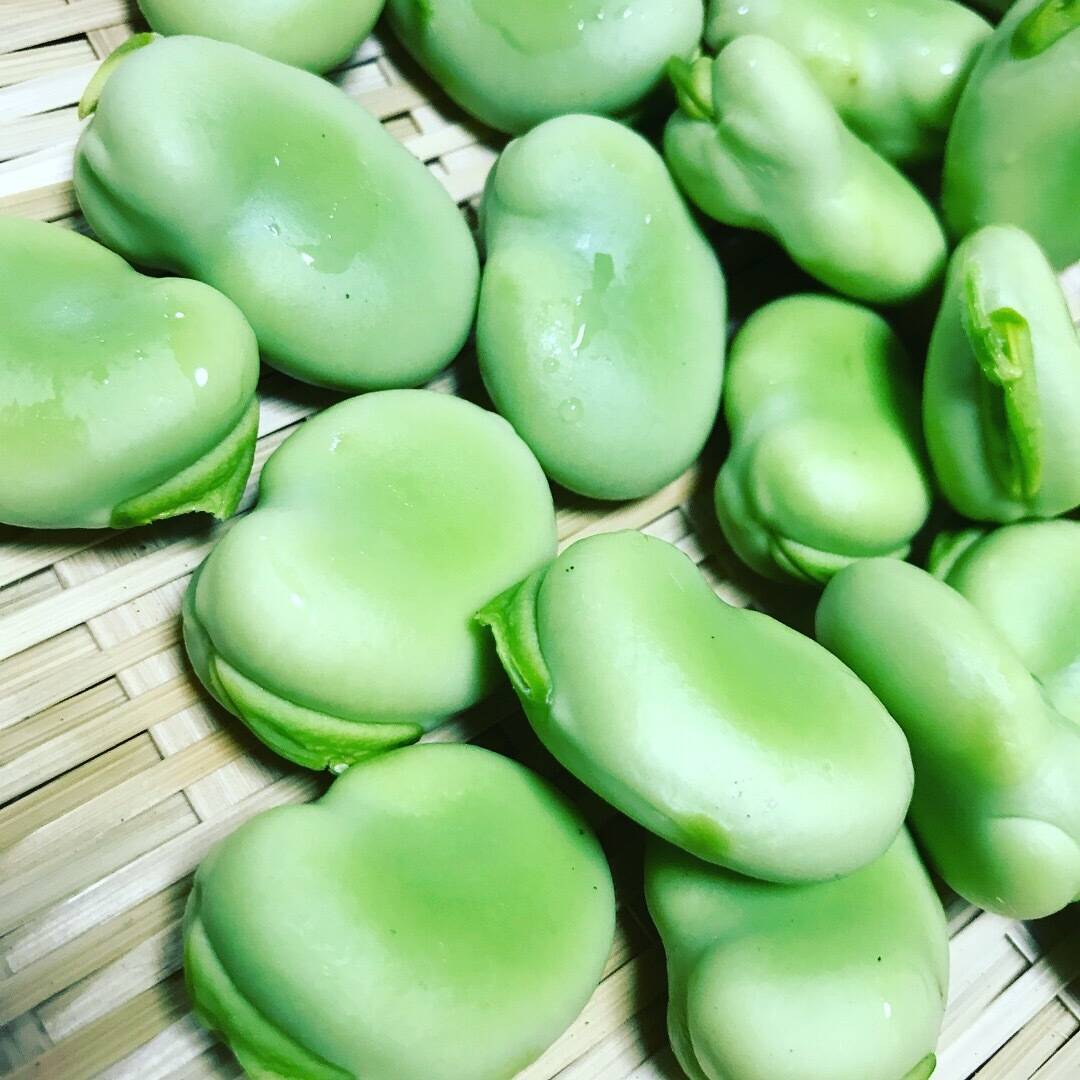 5月限定 そら豆５００g 愛知県産の豆類 食べチョク 産地直送 産直 お取り寄せ通販 農家 漁師から旬の食材を直送