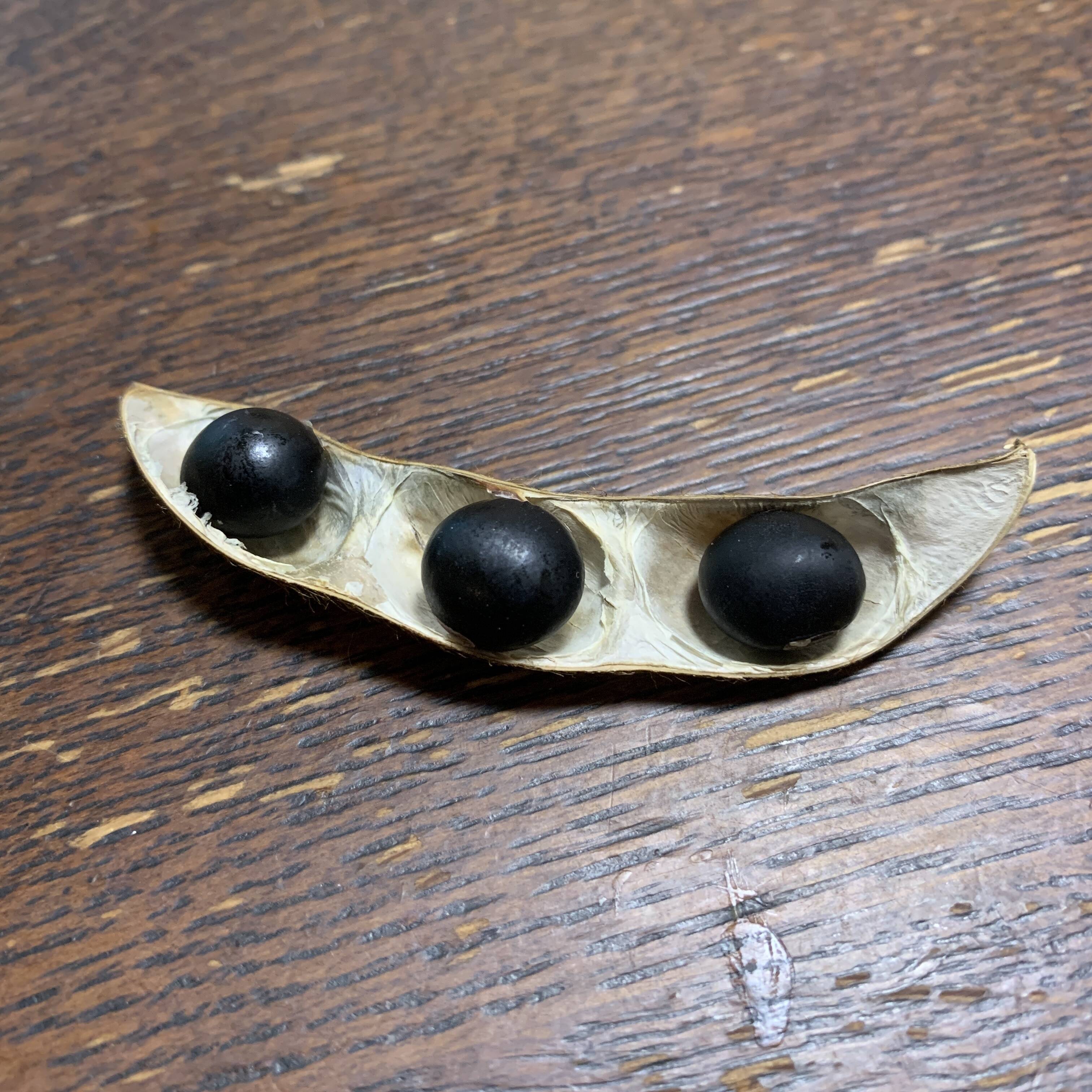 R7/丹波篠山産 L寸以上】黒大豆 150g×1P 12/20～順次発送：兵庫県