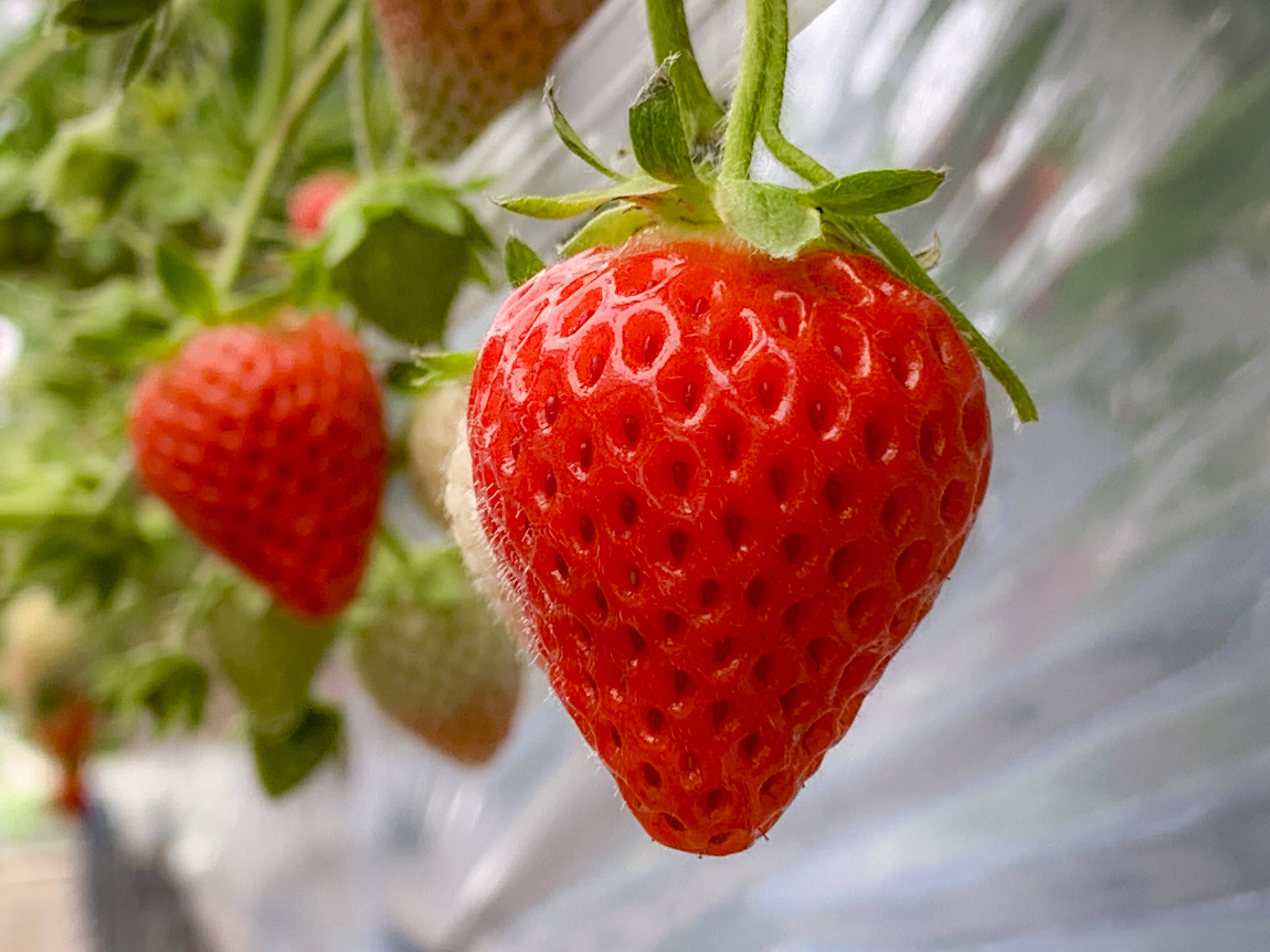 いちごおまとめ11点 宮田農園のイチゴ｜宮田農園 北海道・乙部町のイチゴ農園