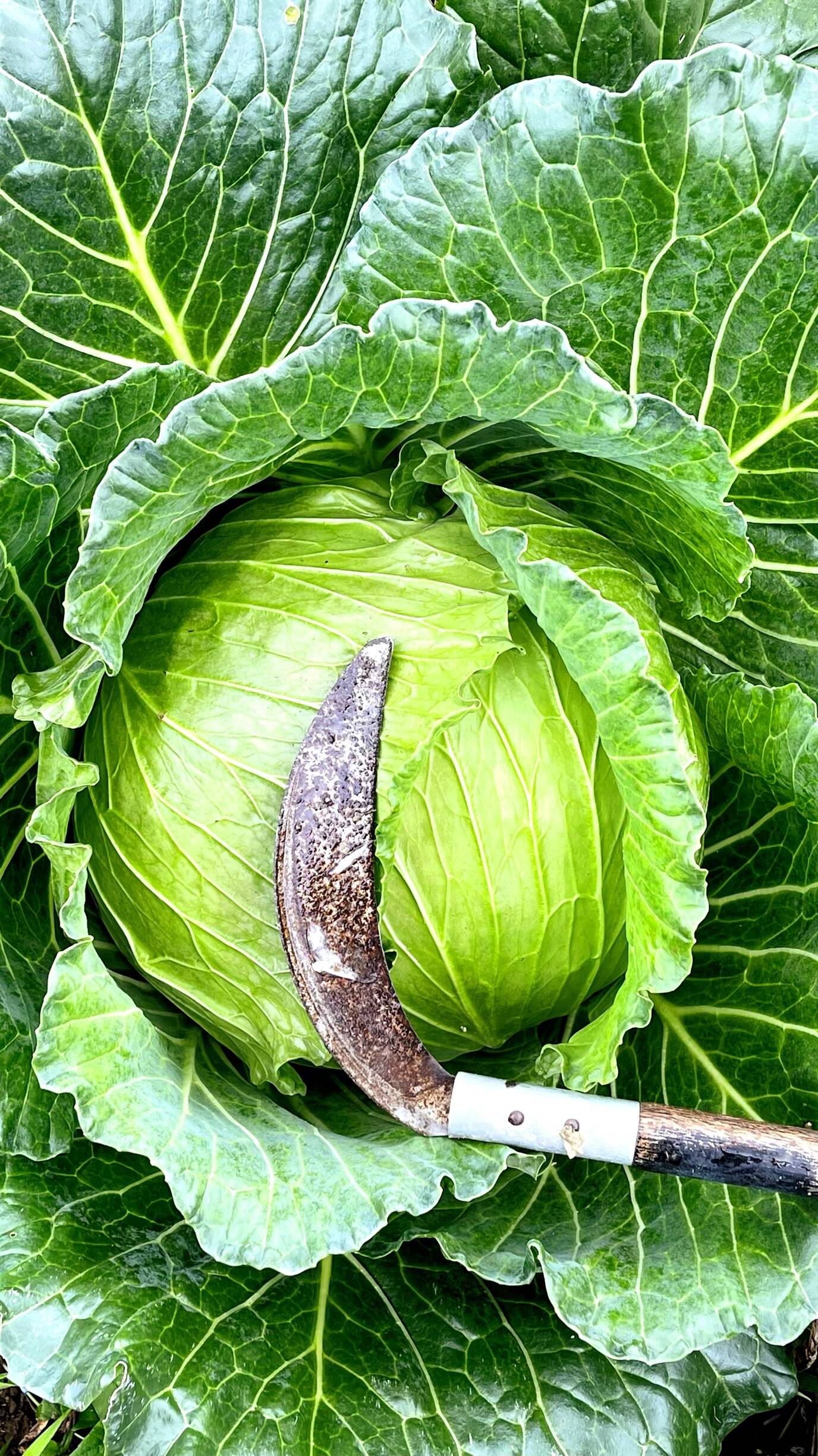 今が旬❗️甘〜い‼️大野ヶ原高原キャベツ🥬Lサイズx2p：愛媛県産のYR