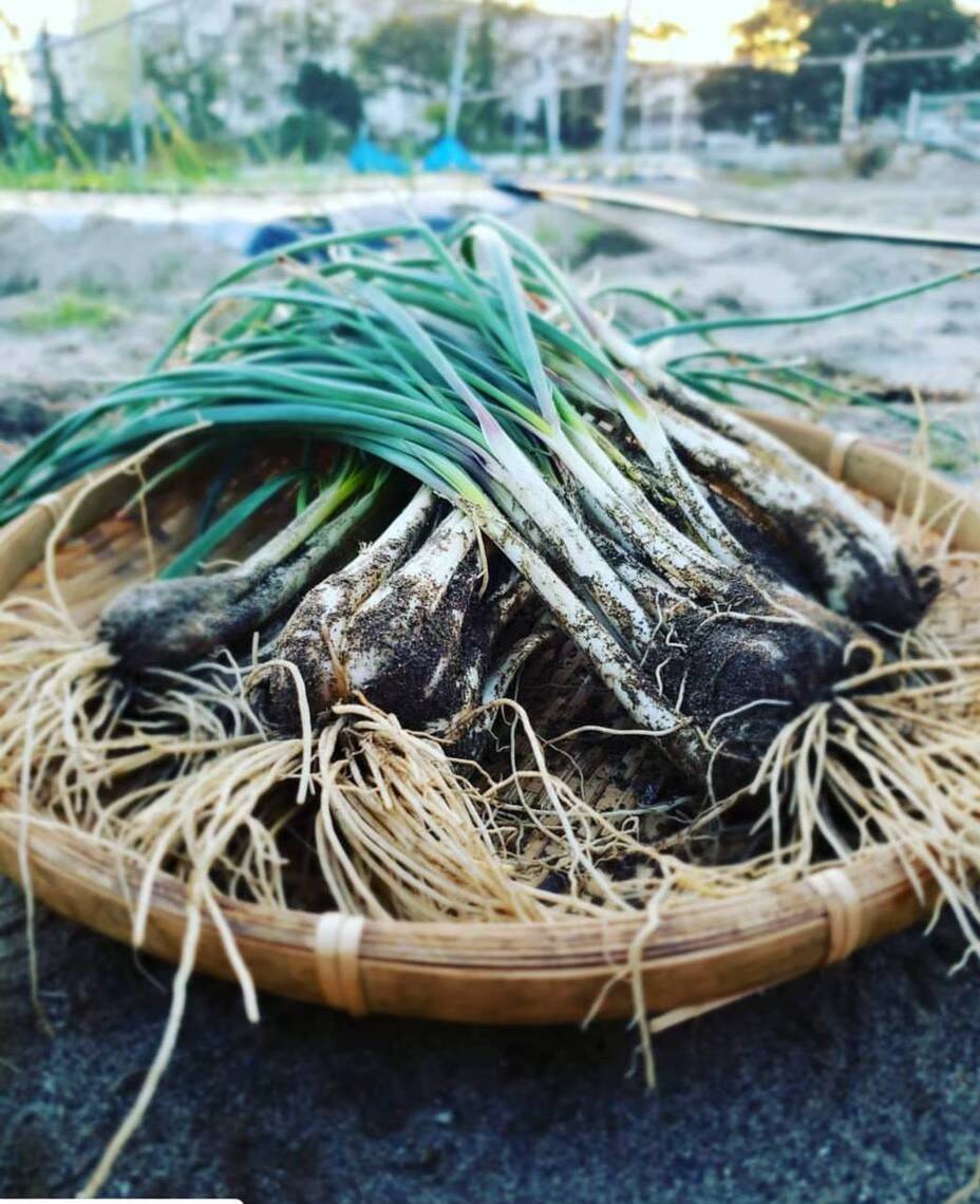 砂の真珠エシャレット 土付き 600g 静岡県産 食べチョク 農家 漁師の産直ネット通販 旬の食材を生産者直送