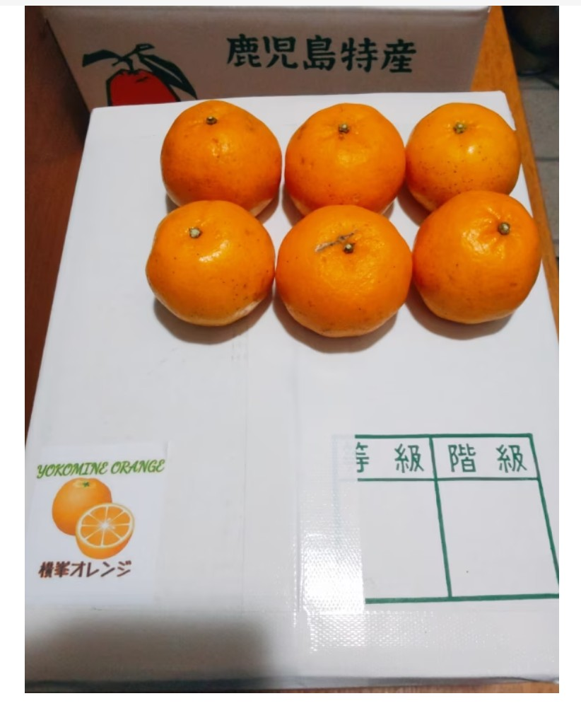 訳あり小さいポンカン箱込み5kg：鹿児島県産のみかん・柑橘類｜食べ