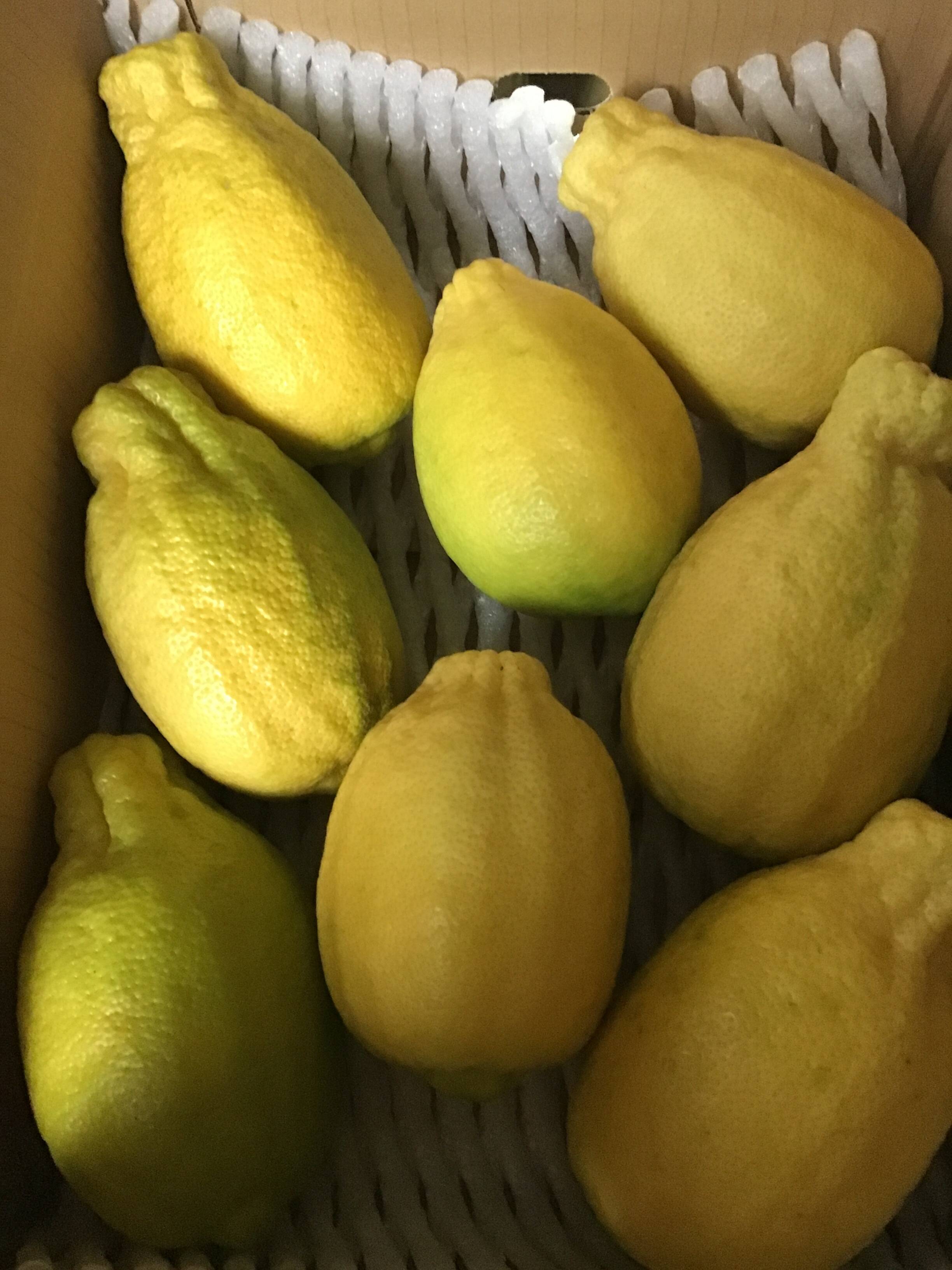 大きなレモン🍋りのか🍋3キロ：熊本県産のみかん・柑橘類｜食べチョク