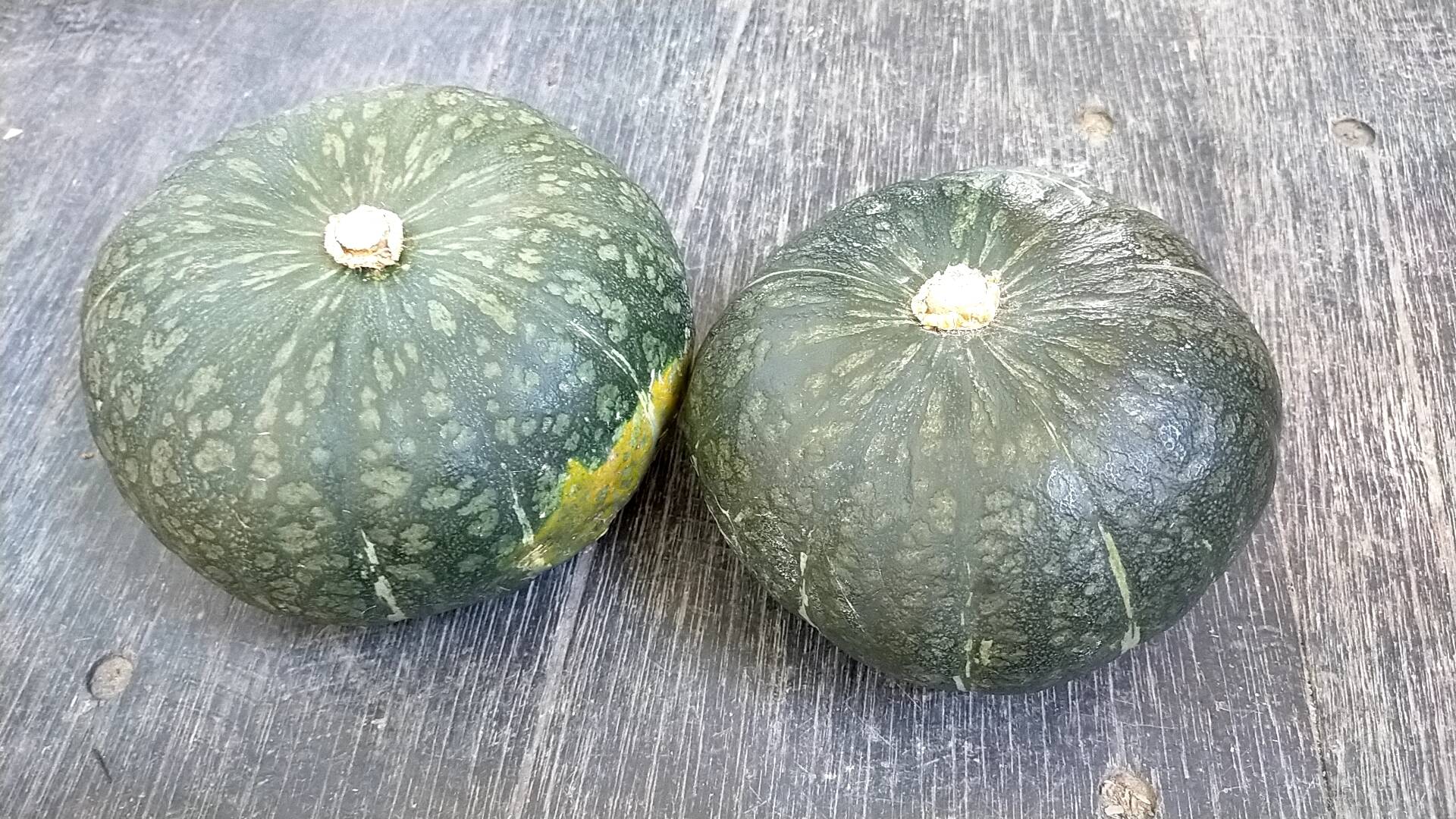 北海道 化学農薬不使用カボチャ ほろほろ2個セット 北海道産 食べチョク 農家 漁師の産直ネット通販 旬の食材を生産者直送