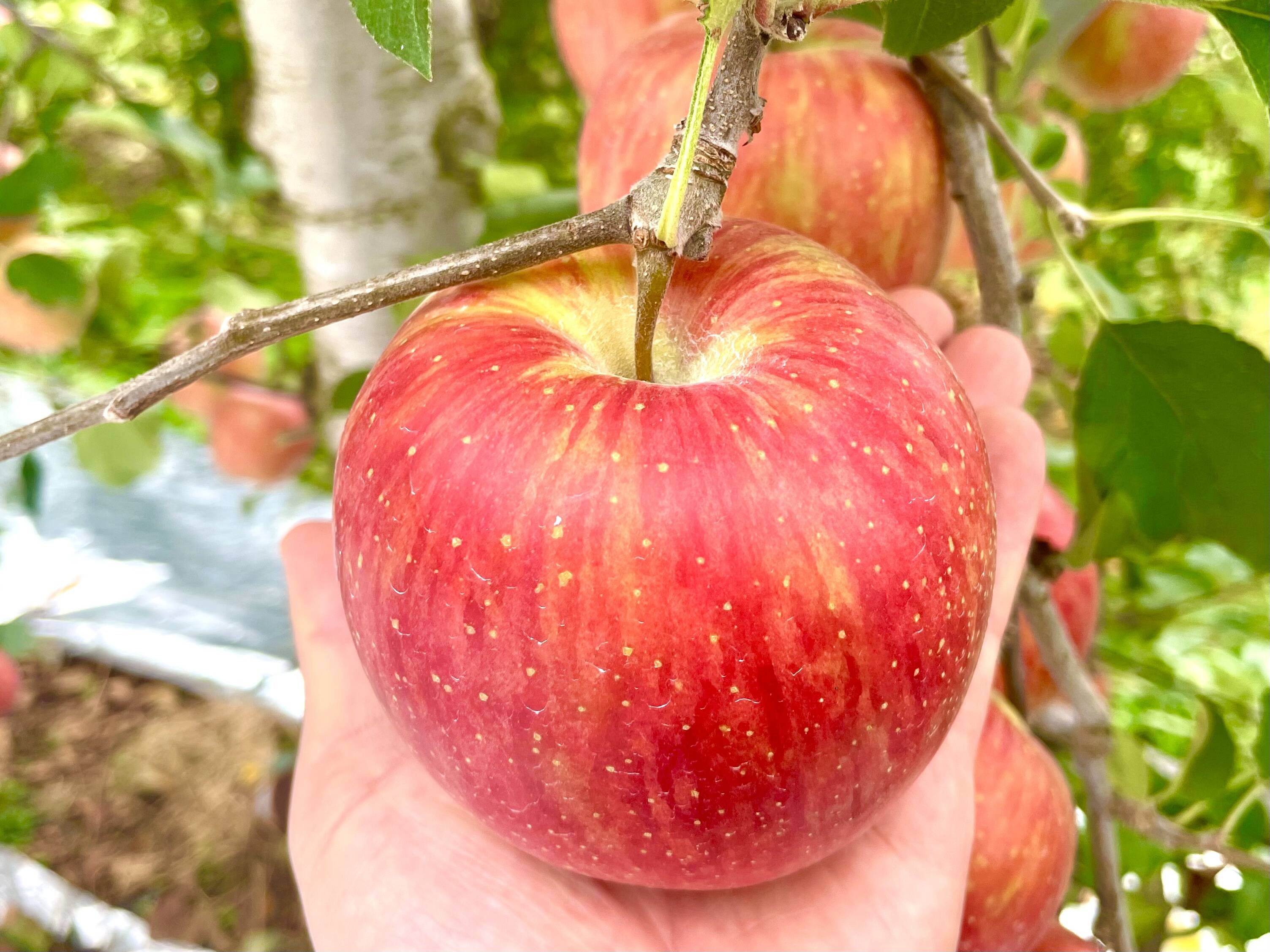 甘くて美味い！シナノスイート 長野県産 ご家庭用 約2kg(5個〜9個