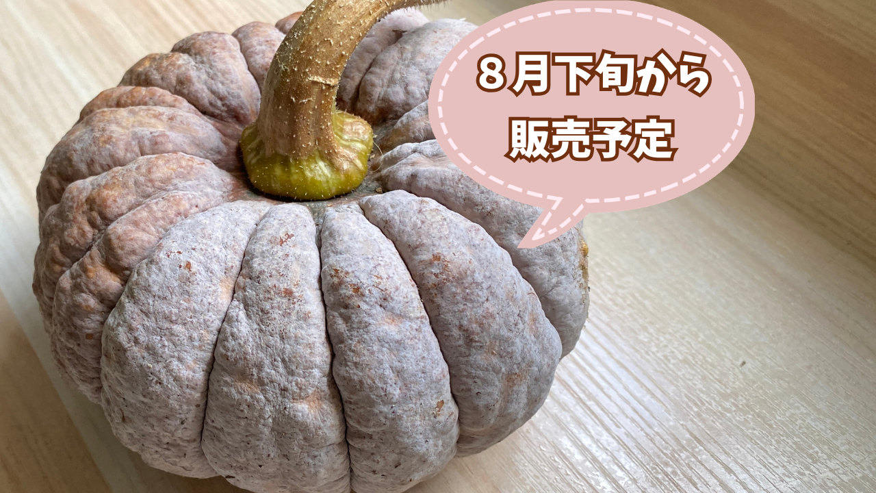 今期最終【自然栽培🍀在来種🎃秋田早生菊かぼちゃ1個・約1Kg】ほっ