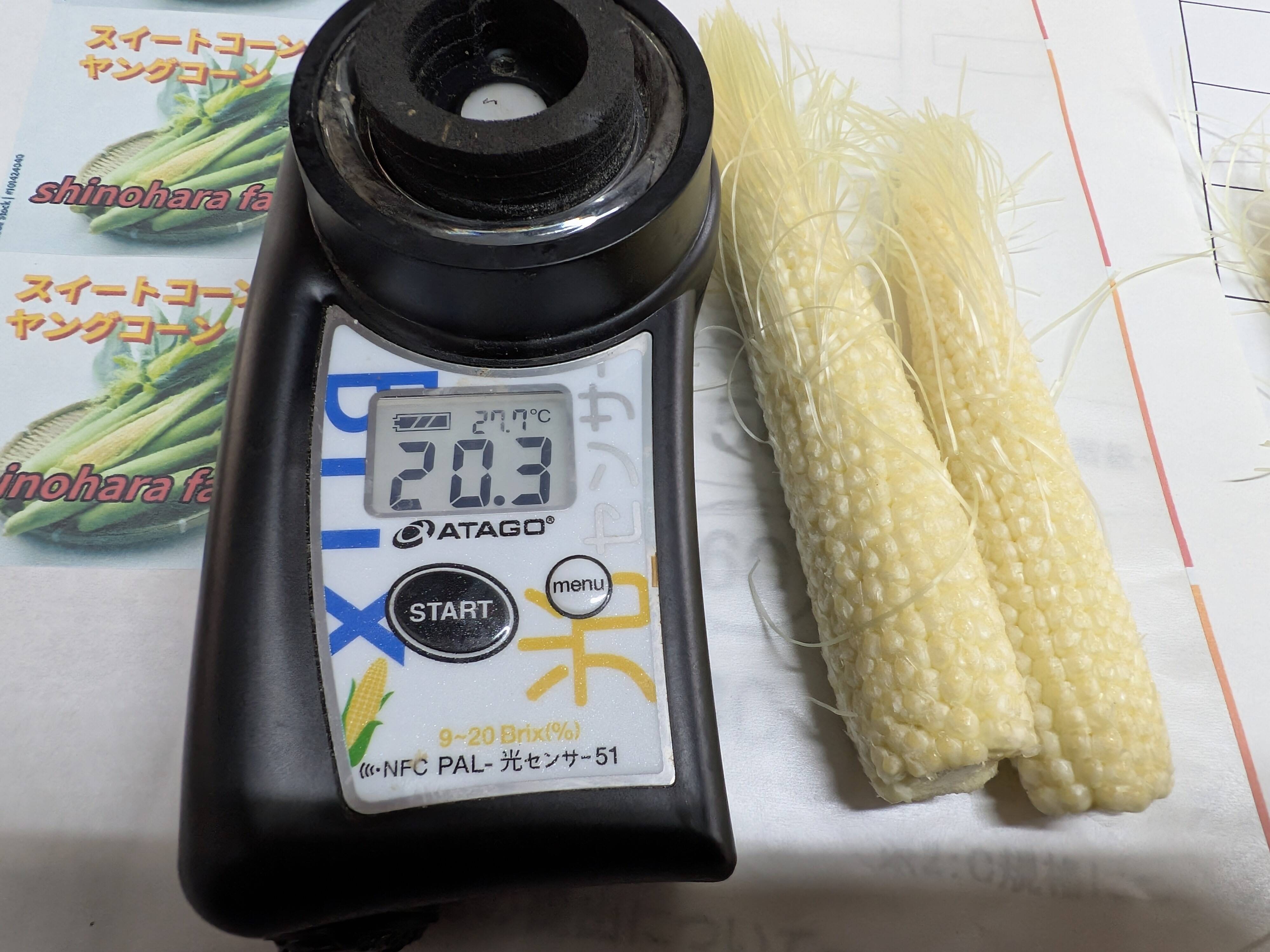 ヤングコーン70本(宮城～関東～三重）：山梨県産のその他ヤングコーン