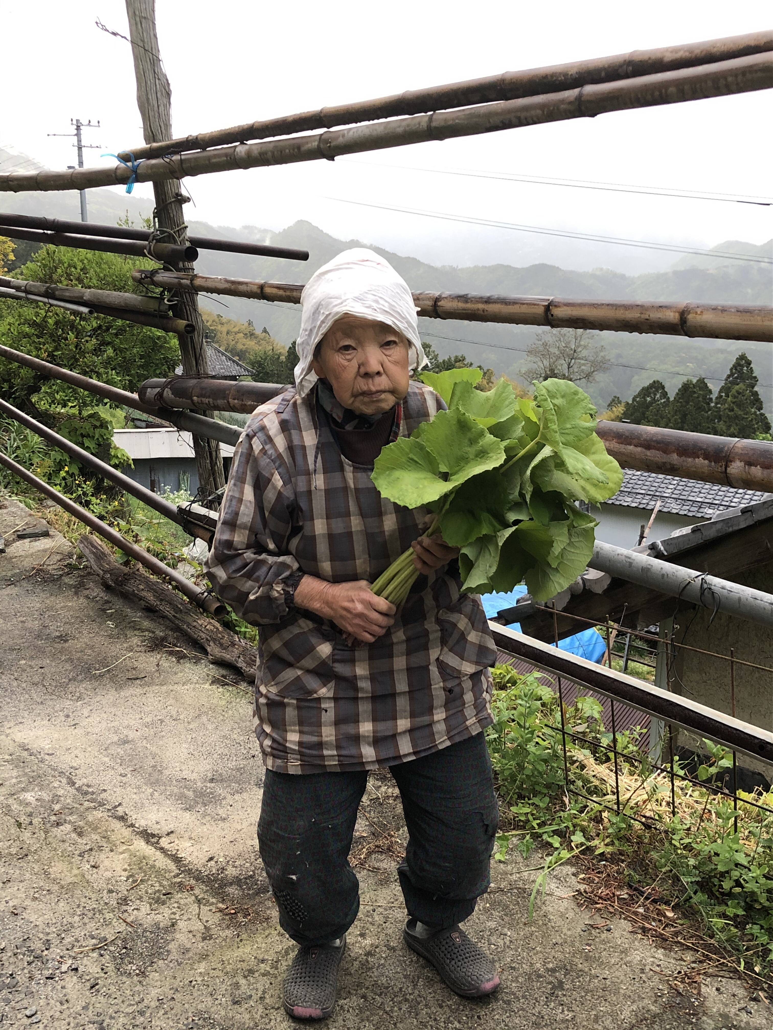 大流行中 ふき フキ 山蕗 1kg 山菜 野蕗 山フキ 採りたて 葉付希望は連絡下さい Sarozambia Com