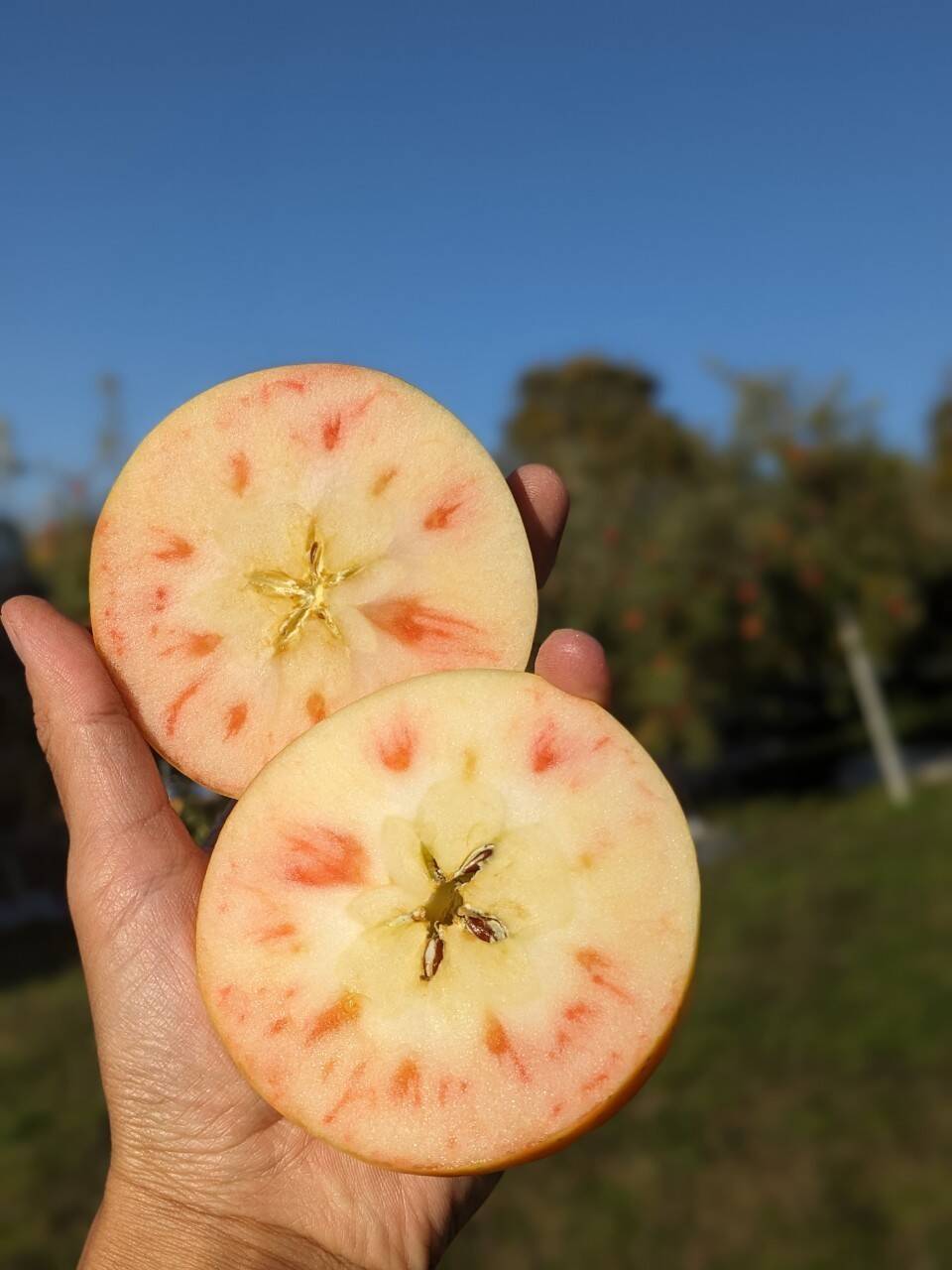 ムーンルージュ】今話題の赤果肉品種✨家庭用3kg：長野県産のムーン