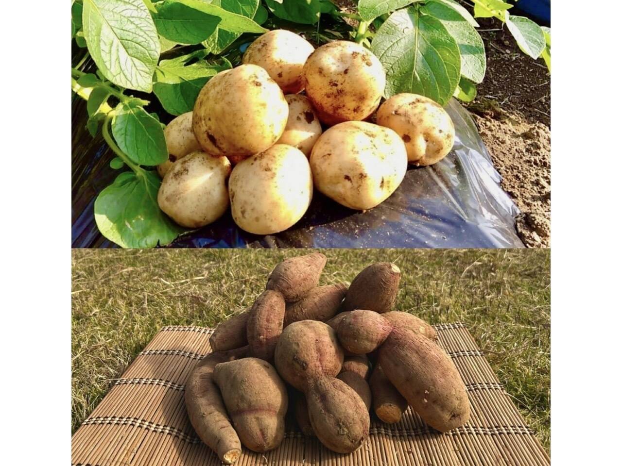期間限定】種子島産 新じゃが(S・M・L)＆熟成安納芋B品(S〜Mサイズ