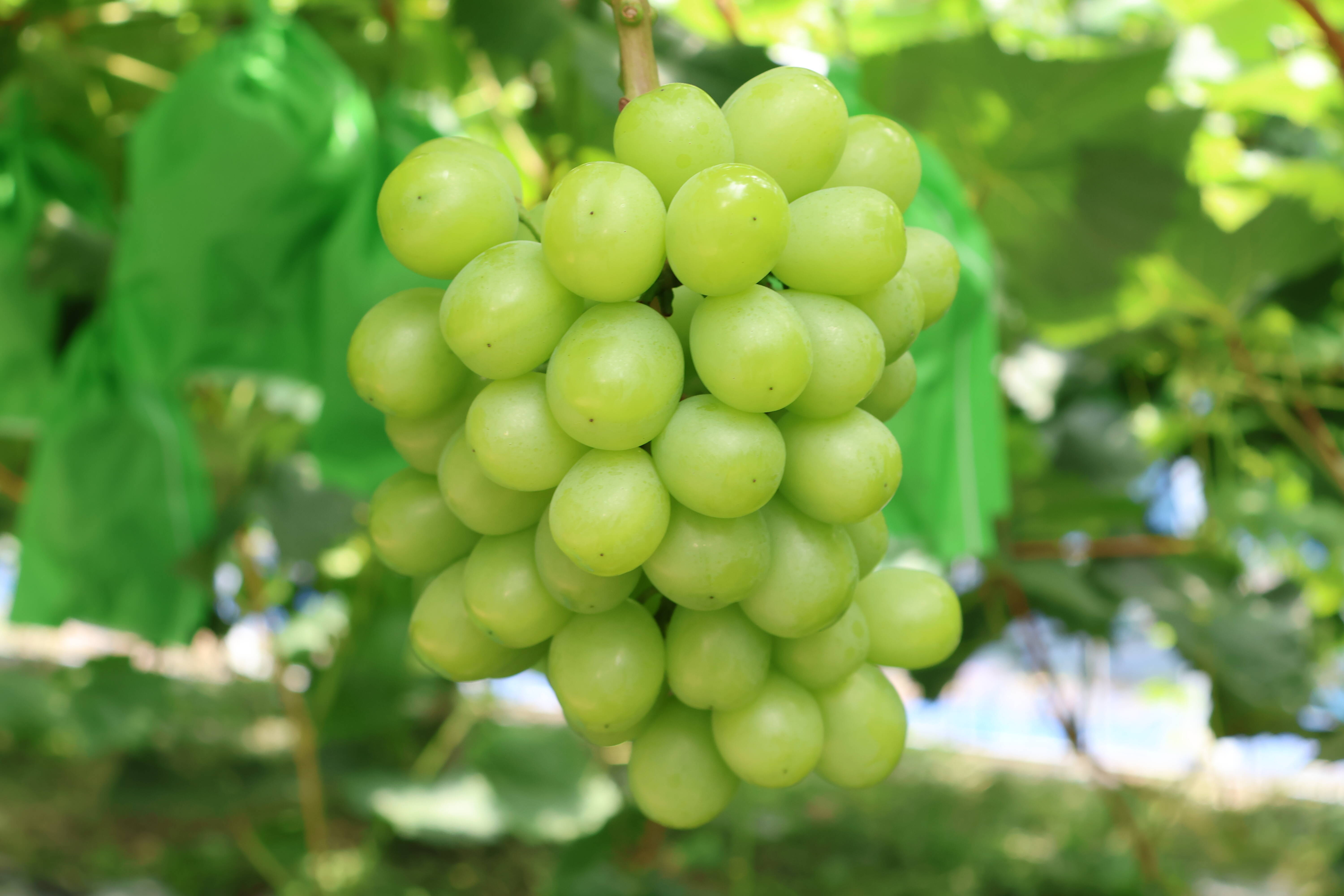 岡山県新見市産 標高の高い畑で作った大粒！味の濃い！シャイン