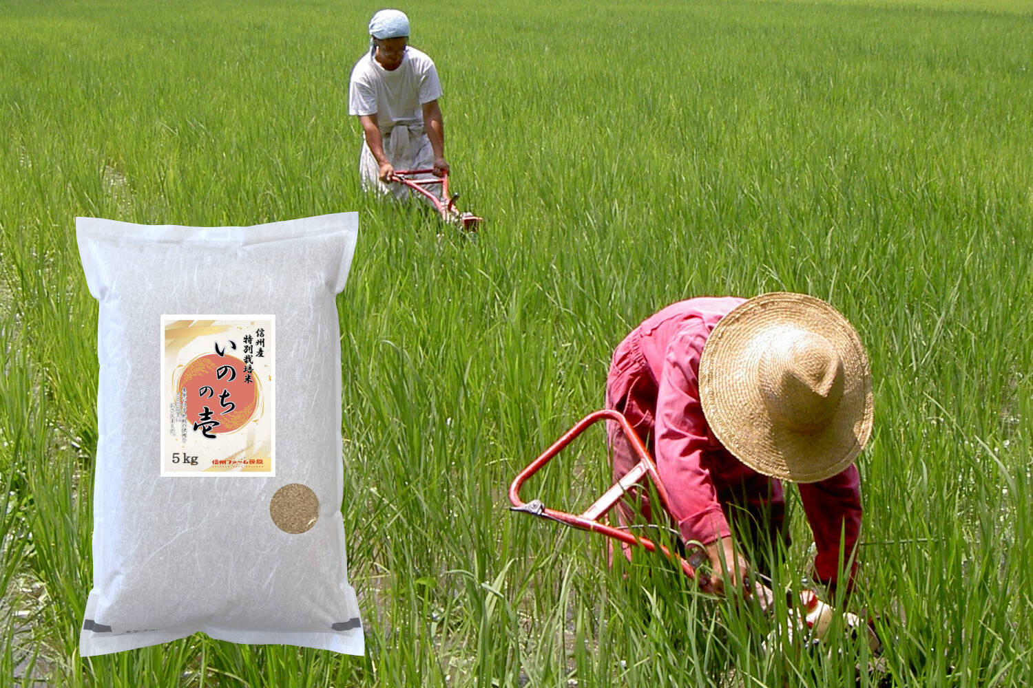 令和2年長野県産　特別栽培米　いのちの壱　玄米10Ｋｇ（精米サービス）食品