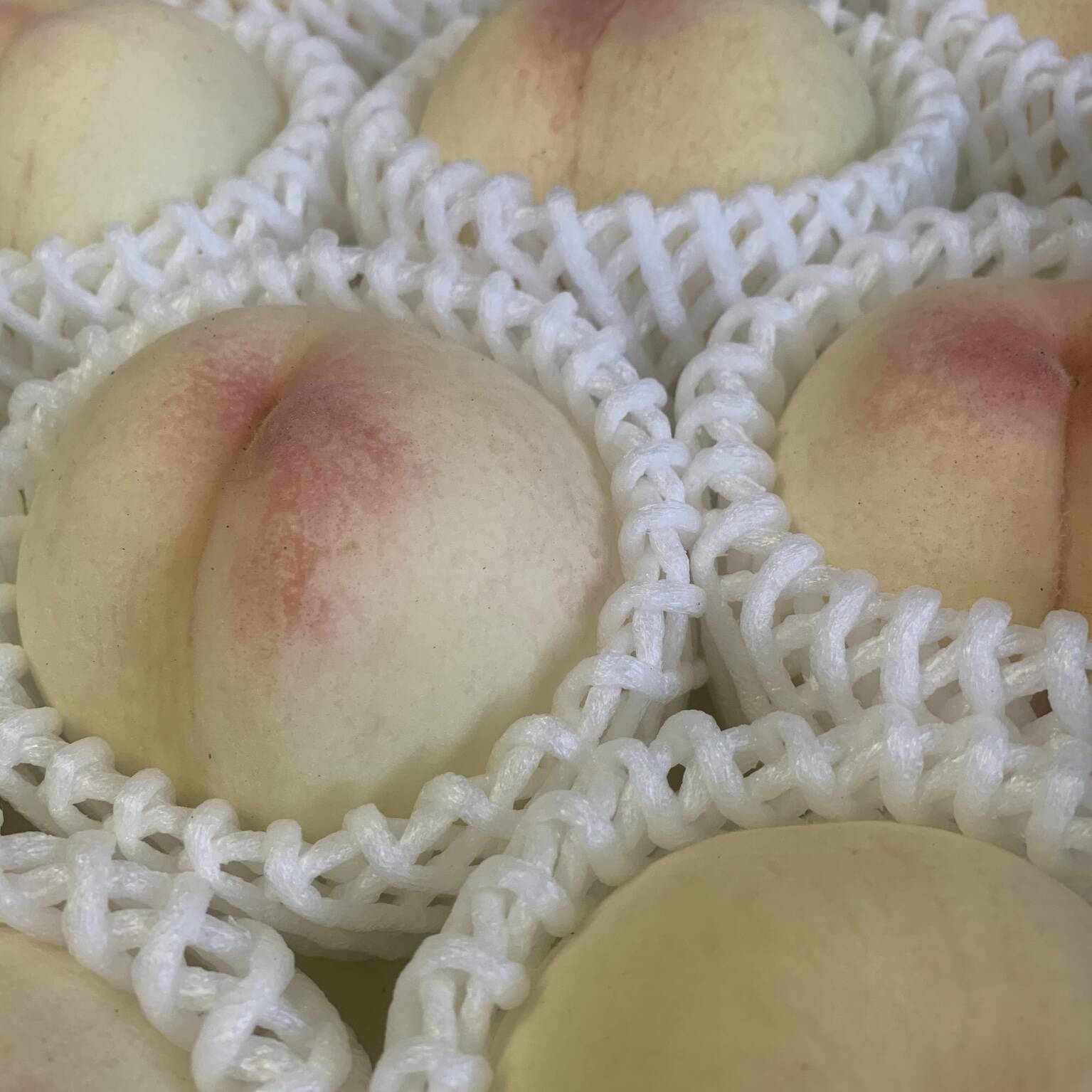 注文順に収穫発送予定！自然肥料のみ！農家直送！岡山白桃 とろける口当たり！岡山県産『清水白桃』家庭用1.5kg 5~7玉：岡山県産