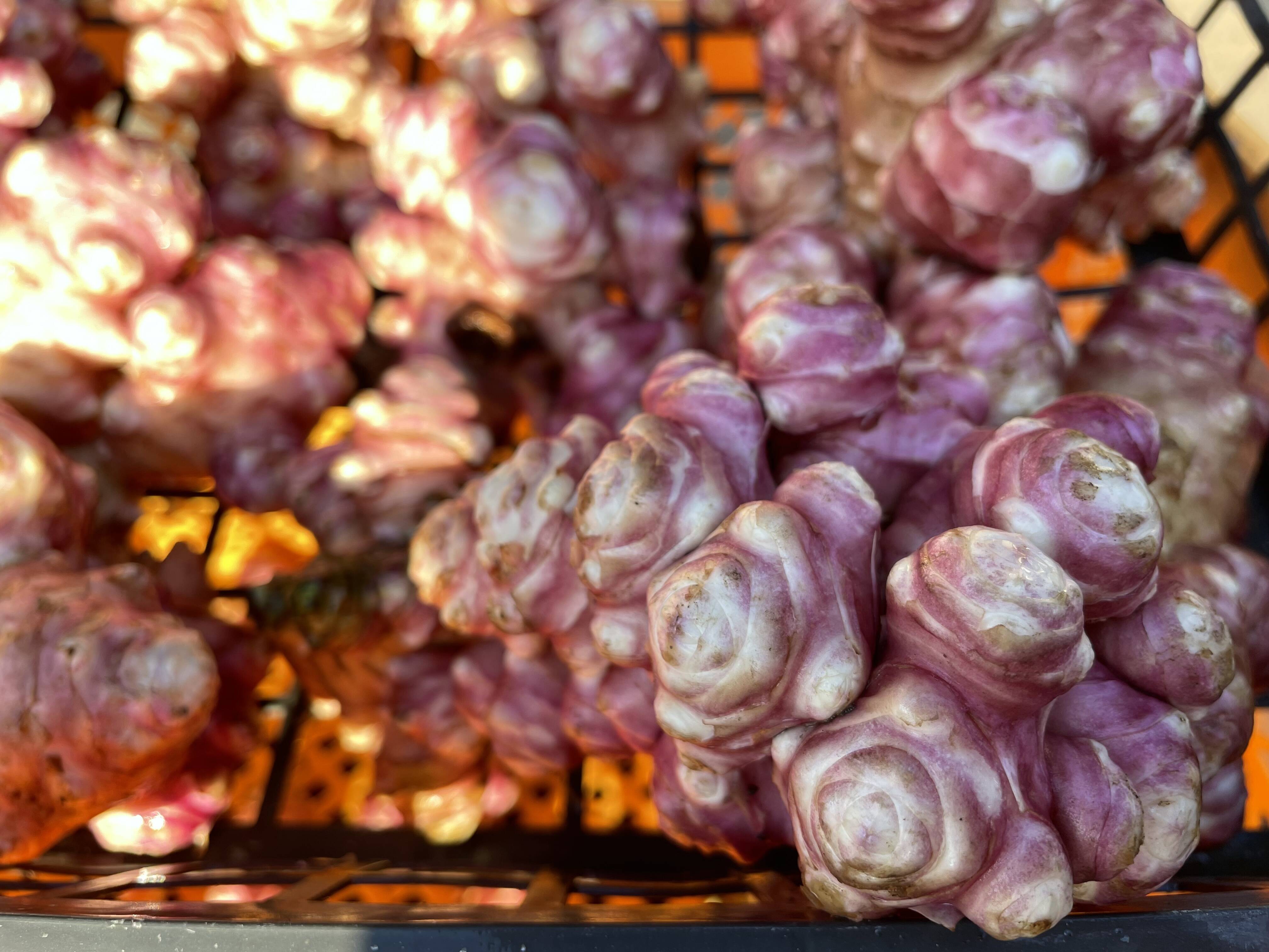 【IKE総合企画】10kg 赤菊芋 12月上旬発送予約】 赤菊芋 菊芋 10kg 送料無料 栽培期間中農薬