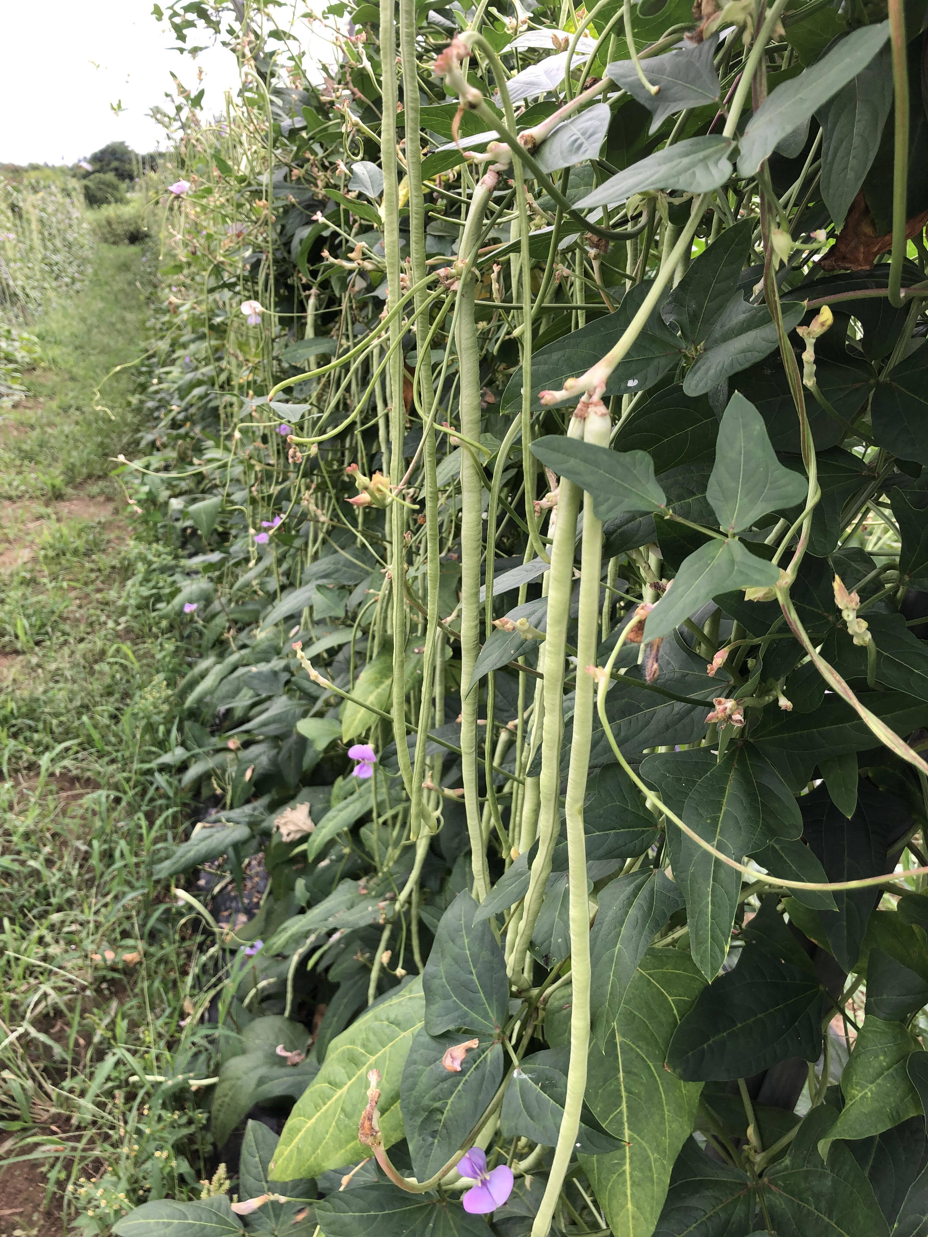 長いさやの豆！ ささげ（トゥアファクヤオ） （1㎏）：千葉県産の 