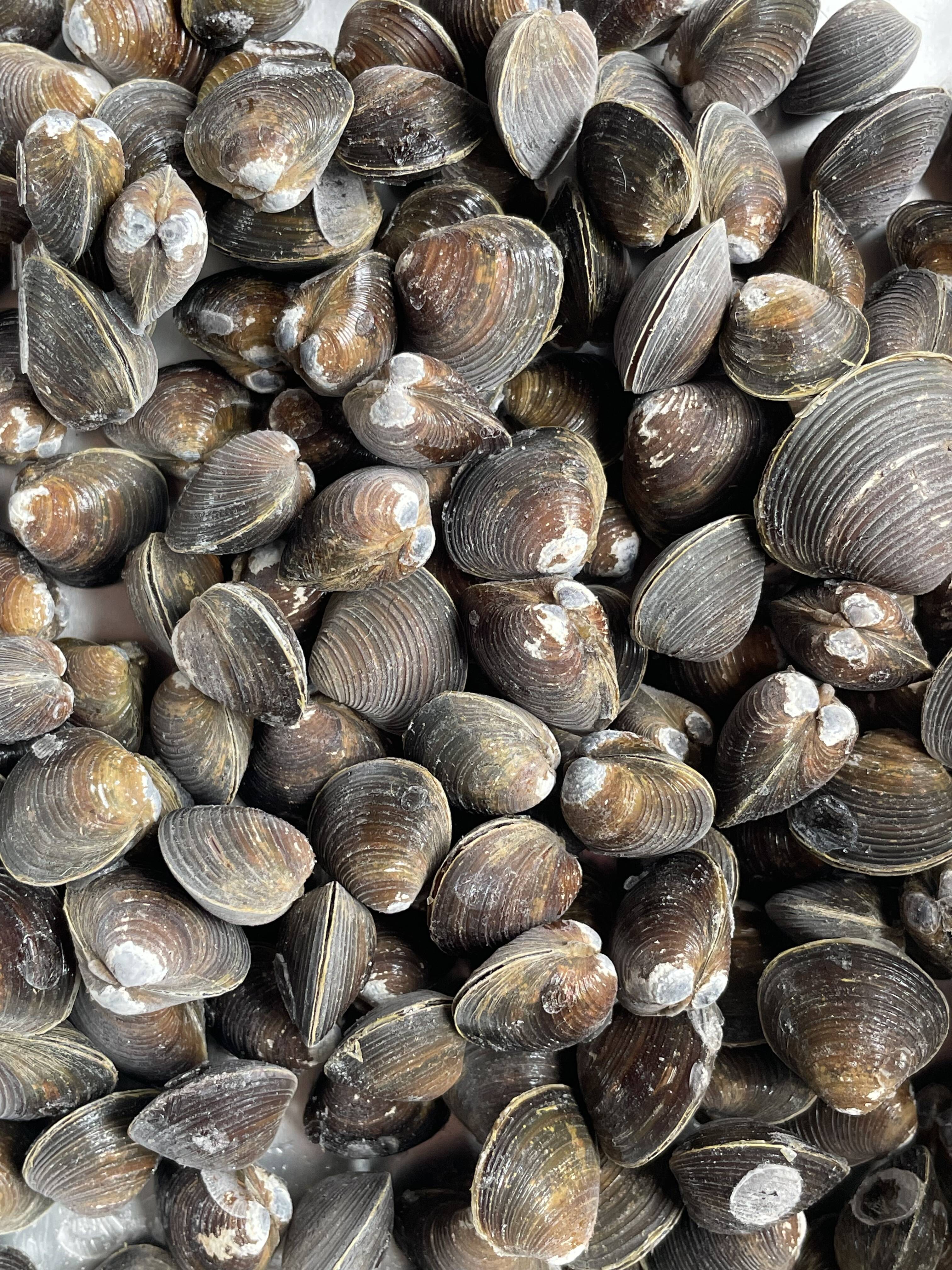 旨みがギュッとつまった！十三湖産大和しじみ冷凍1kg中粒：青森県産の 