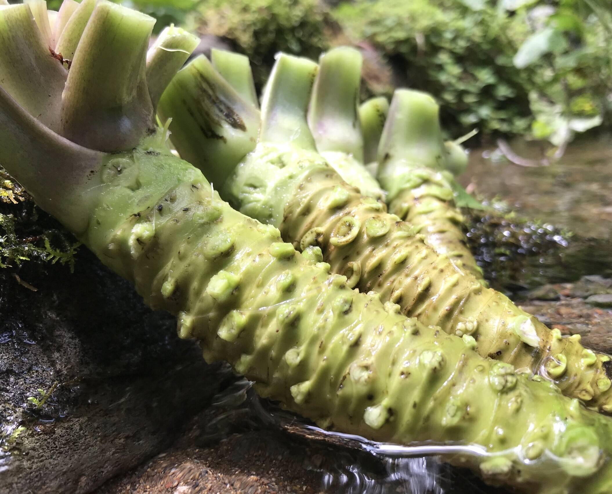 天城山麓の恵みセット 生わさび わさび漬け 静岡県産の野菜 食べチョク 産地直送 産直 お取り寄せ通販 農家 漁師から旬の食材を直送 天城山麓の恵みセット 生わさび わさび漬け 静岡県産の野菜 食べチョク 産地直送 産直 お取り寄せ通販 農家 漁師から旬の食材を直送