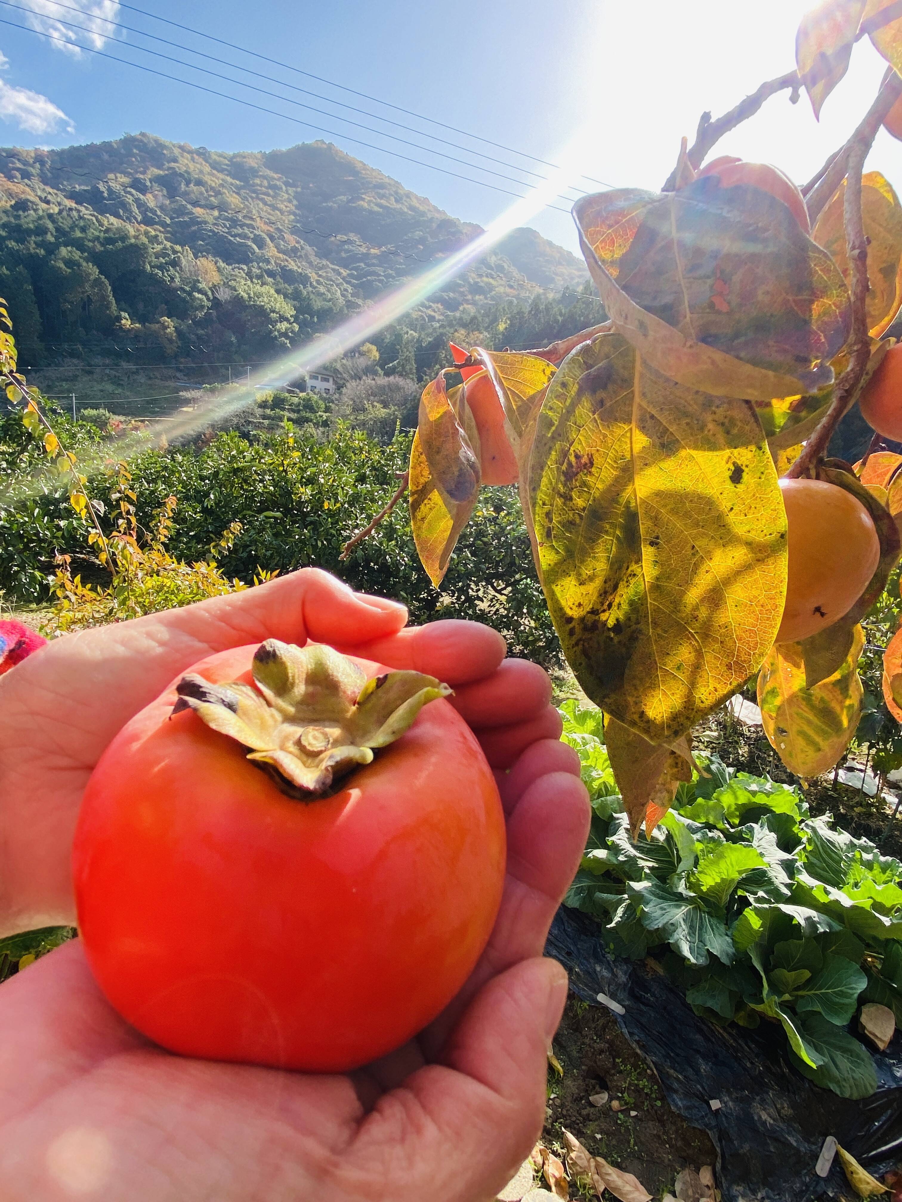 数量限定販売！【西果樹園の富有柿】8個：和歌山県産の富有｜食べ