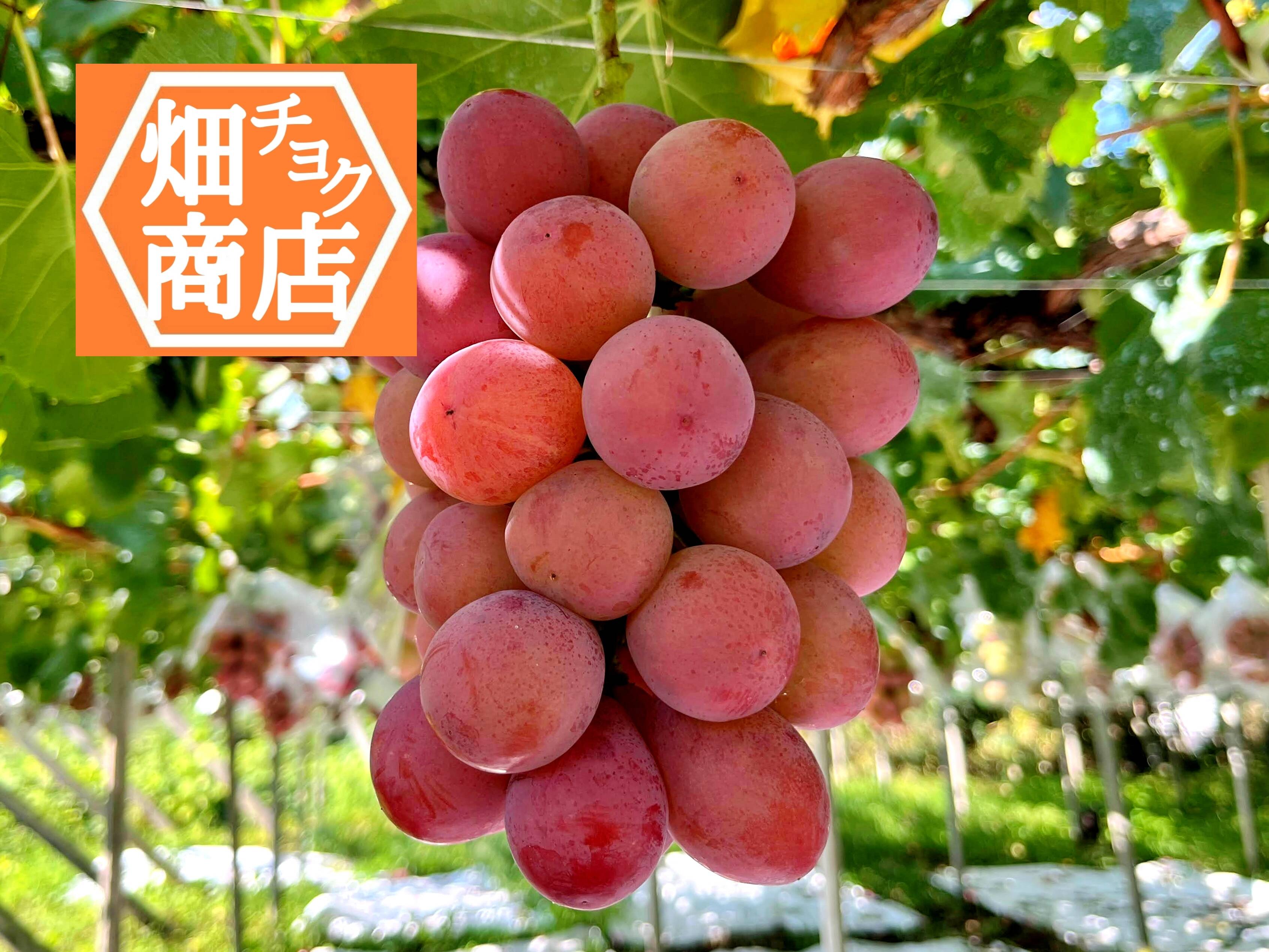 数量限定【山梨県笛吹市産】クイーンニーナ 約1kg（2〜3房）濃厚
