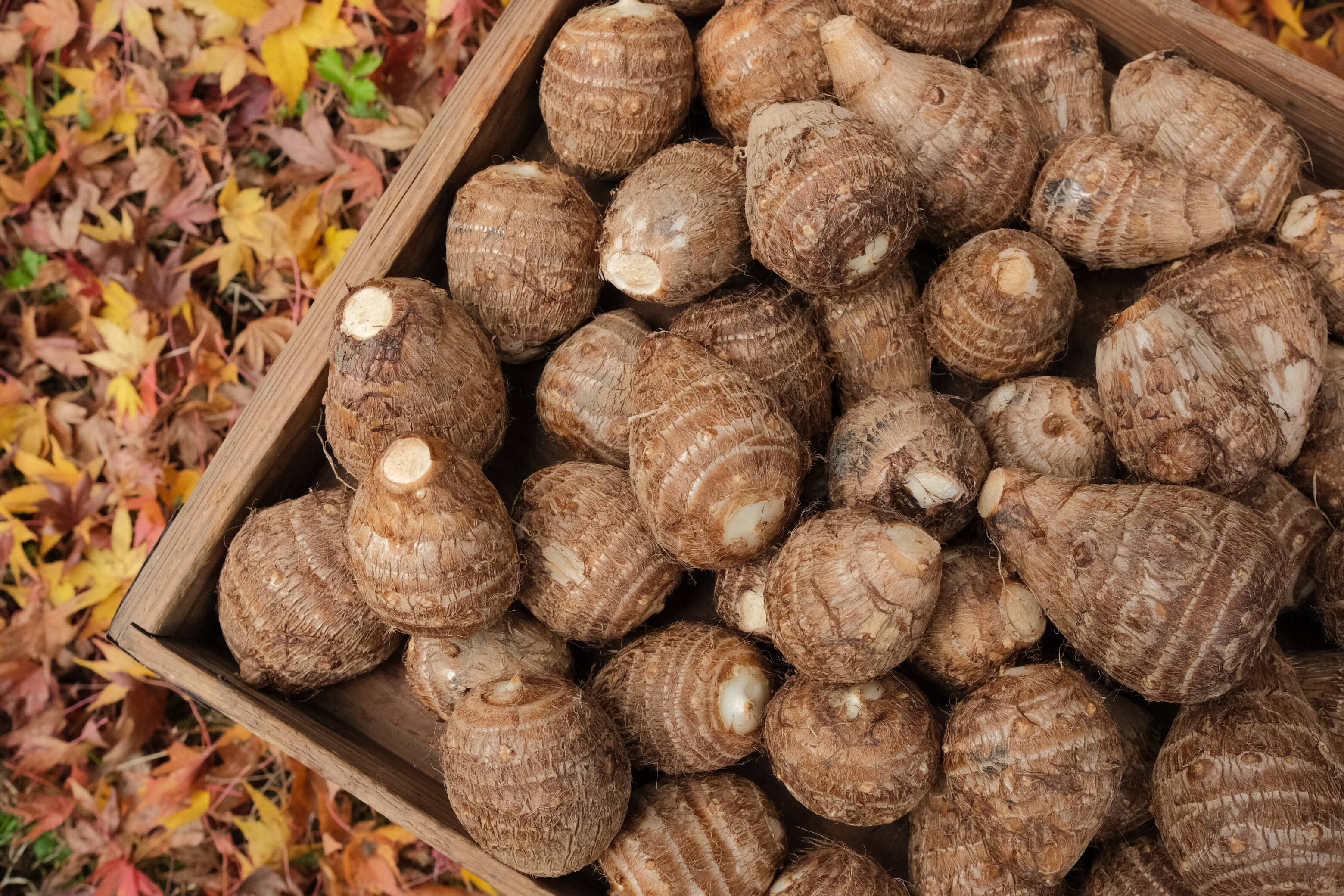 ねっとり、モチモチの里芋（大野芋 5kg）きれいな川の水をたっぷりあげ