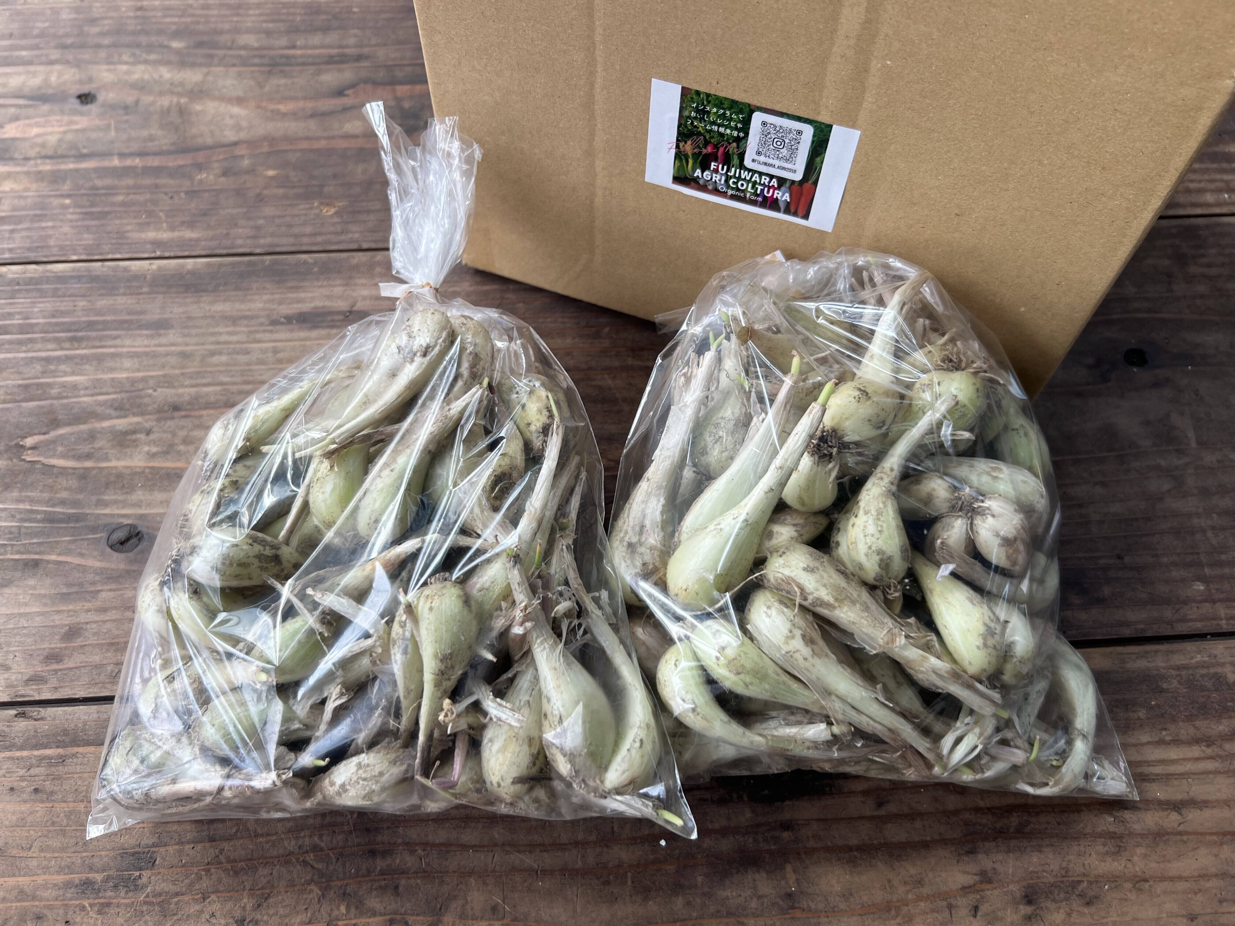 ☆有機JAS認証☆シャキシャキ食感！らっきょう 500g×2袋：栃木県産の