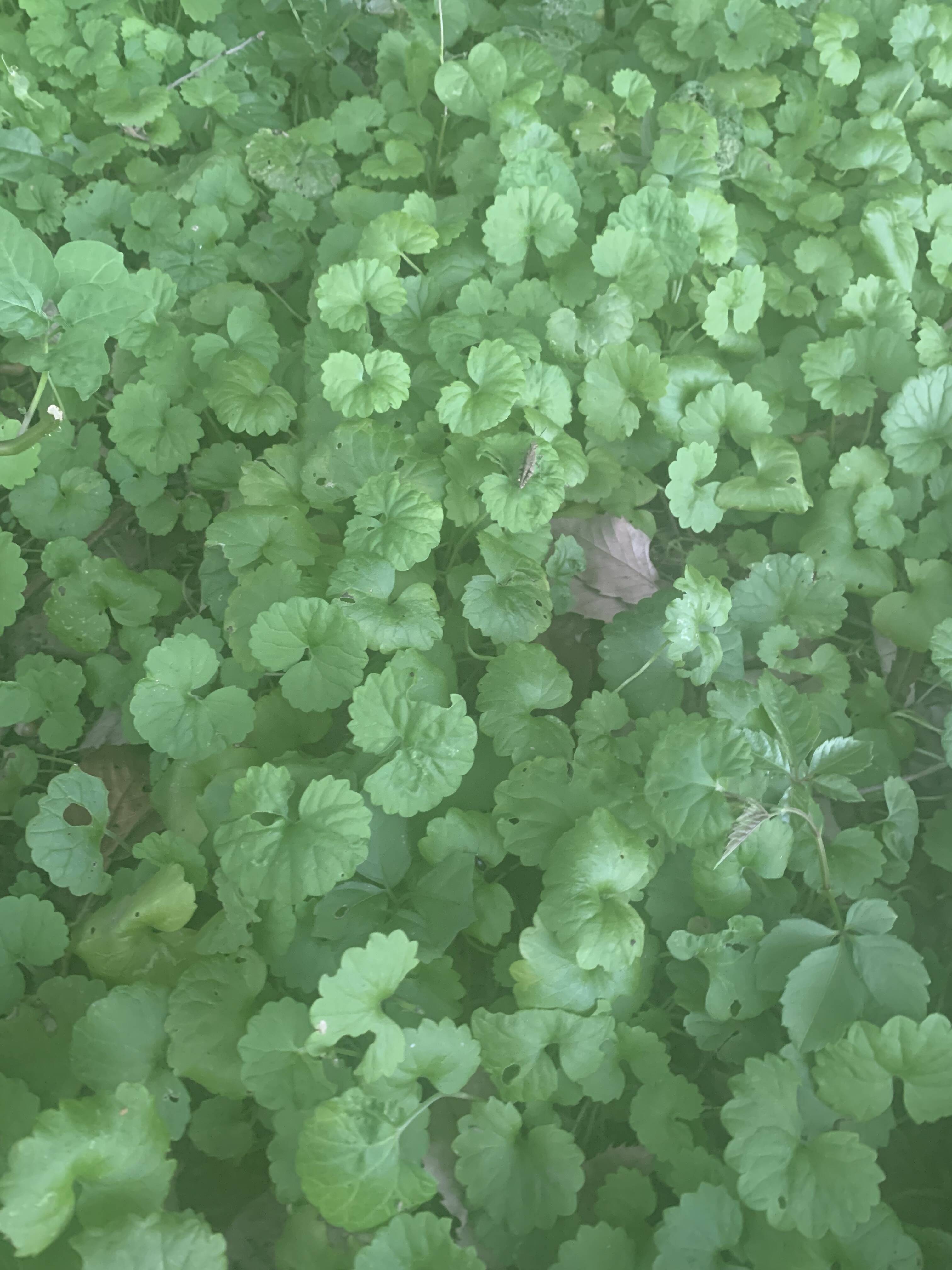 カキドオシしそ科 コンパニオンプランツ グランドカバー お茶 薬草