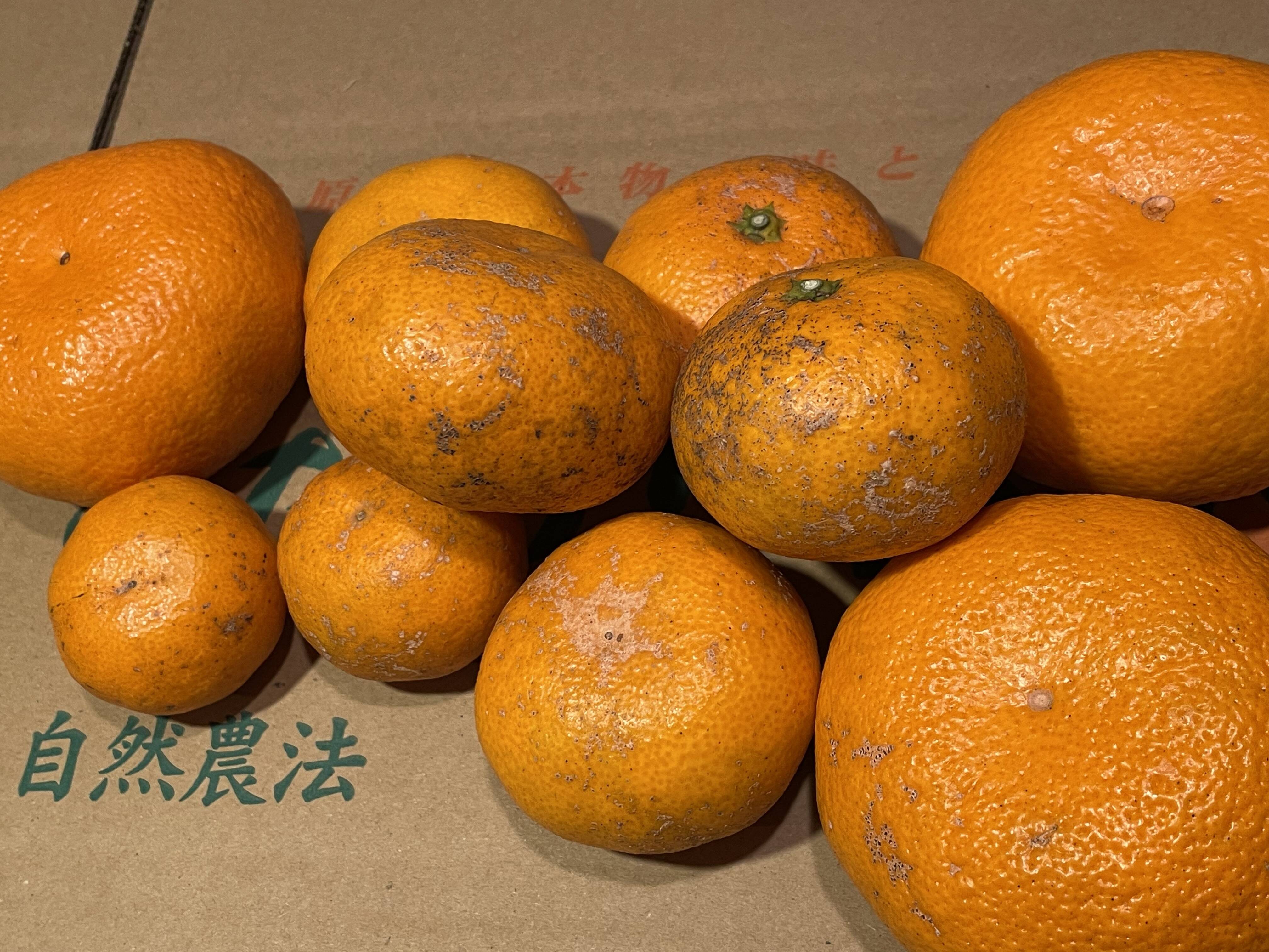 訳あり】😊甘味の中にまろやかな酸味！コクのある青島みかんサイズ