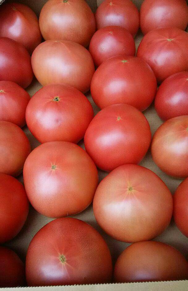 今が旬!高原トマト80サイズ箱おまかせ size(収穫時期によって