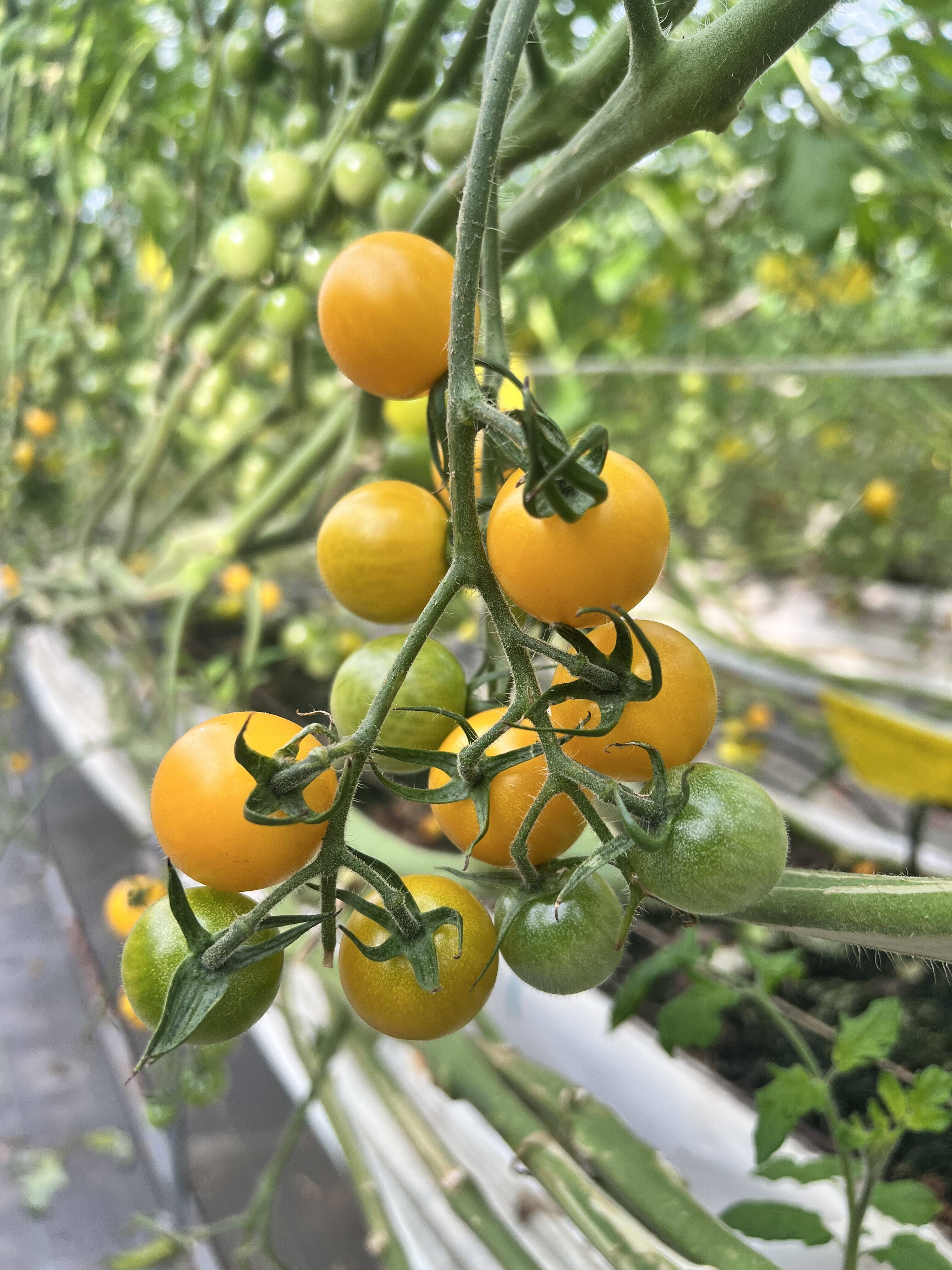 品種紹介：イエローミミ｜食べチョク｜産地直送(産直)お取り寄せ通販