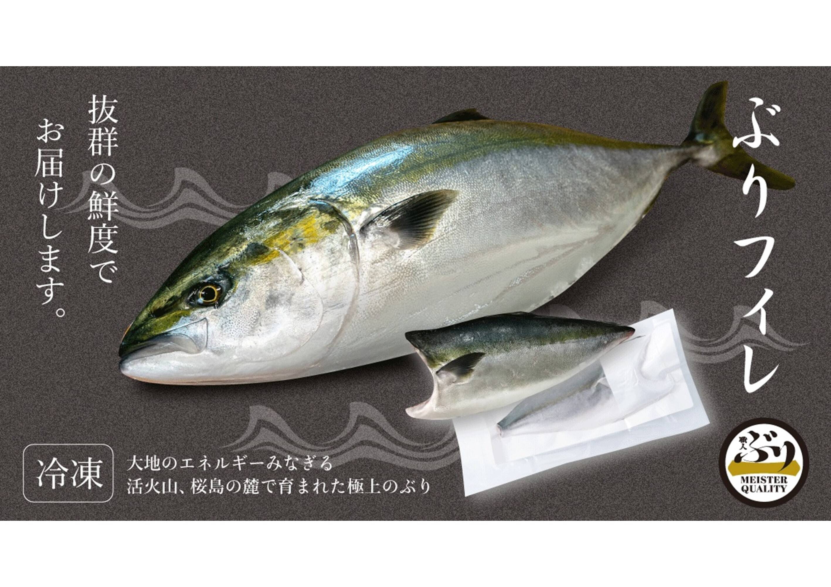 鹿児島産ぶり】1.5kg以上 冷凍・ぶりフィレ（半身1枚）：鹿児島県産の