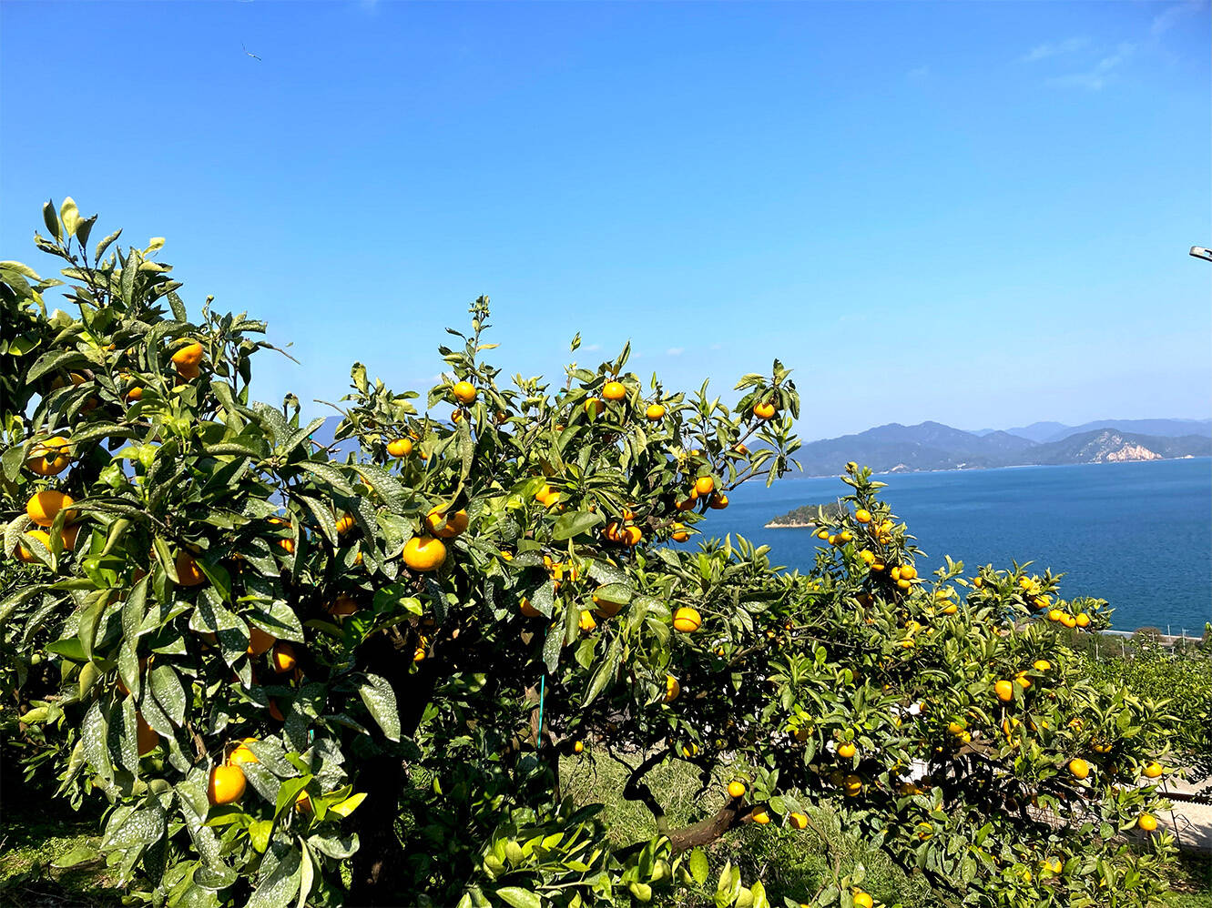 甘さと酸味が丁度いい！濃厚興津早生みかん3kg ご家庭用（2S～2L：約25