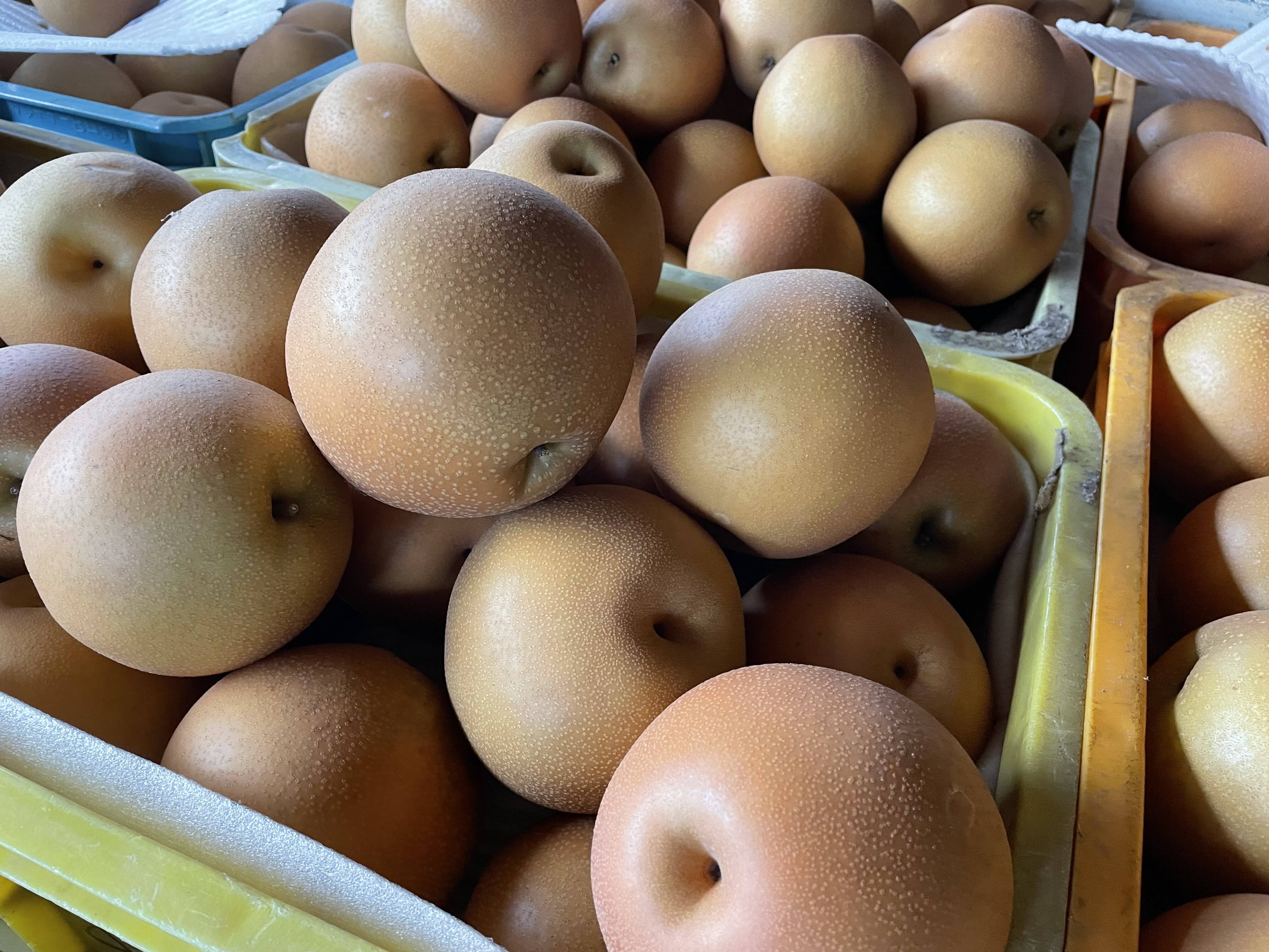 本場栃木産‼️  適熟のにっこり梨を産地直送します。5玉  3キロオーバー