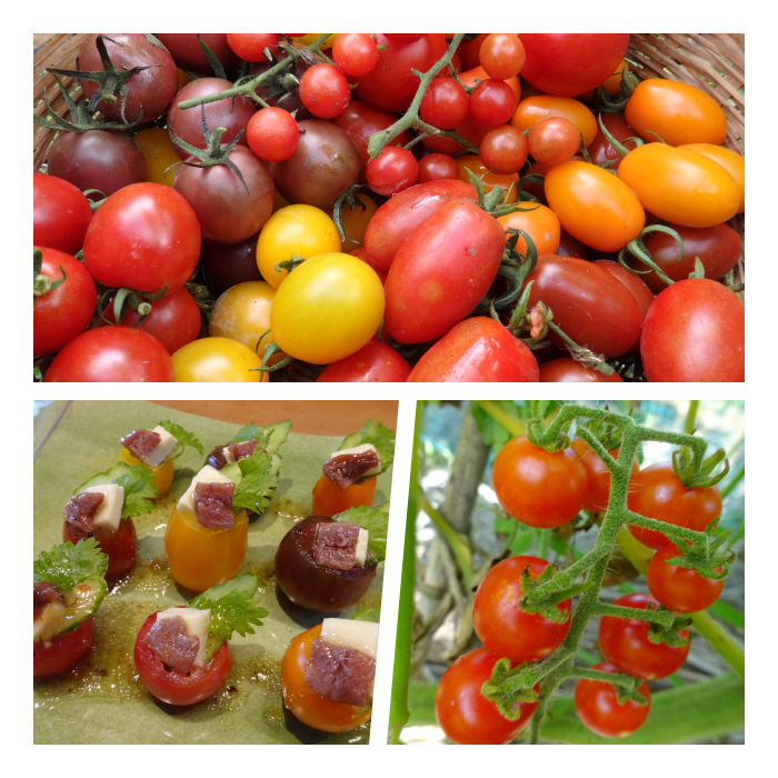 トマト 太陽さんさん露地トマト800g～】マイクロ・ミニトマト・ミディサイズ