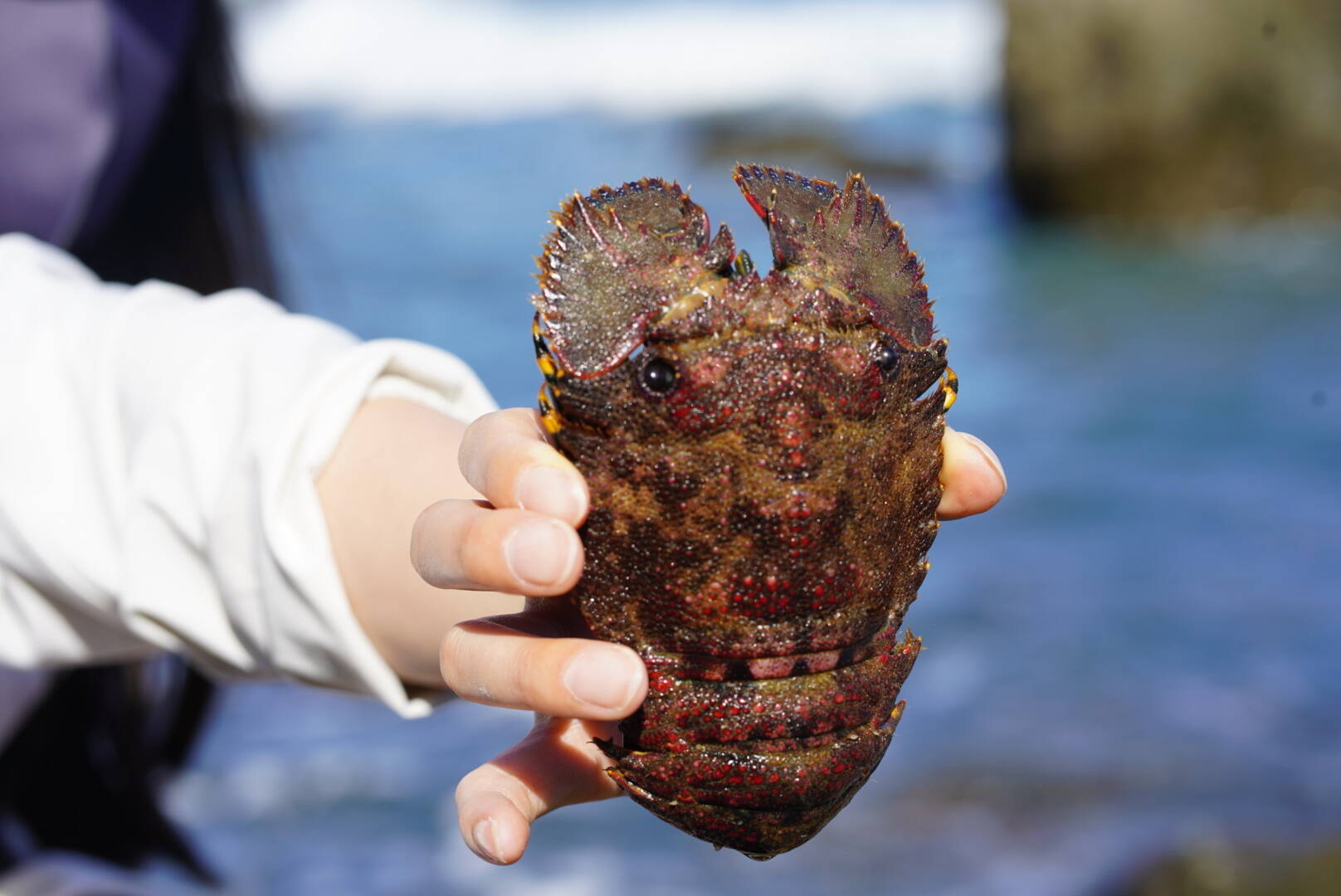 知る人ぞ知る幻の珍味！甘くて濃厚な活冷凍ゾウリエビ約1㎏( 6匹