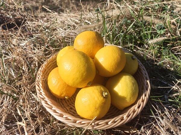 農薬不使用 広島県 瀬戸田レモン 2kg (14～18個) | 完熟 自然農 無肥料