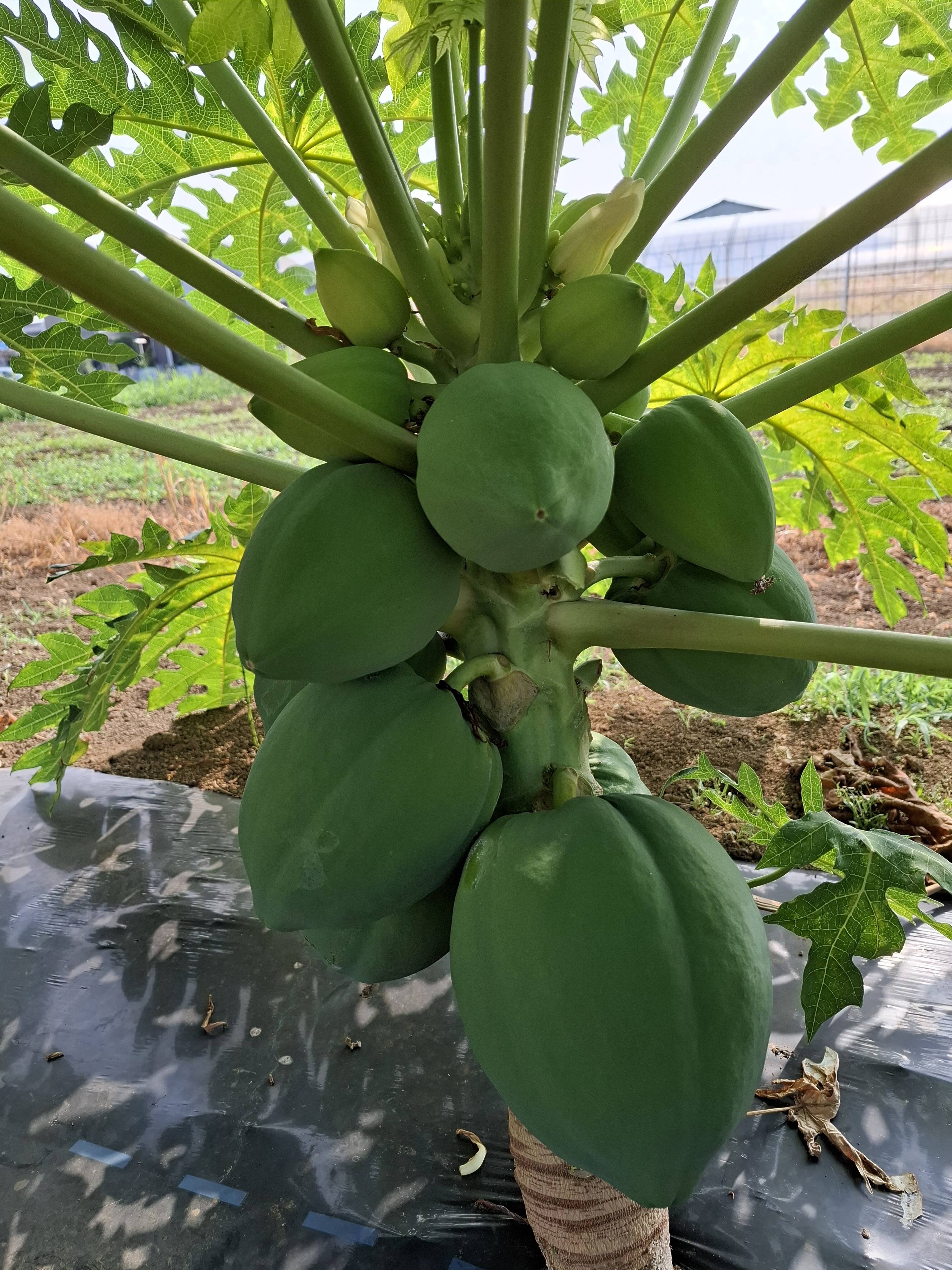 M*ー様 自然栽培の青パパイヤ☆5キロ超え☆採りたて新鮮❢ 今注目の青