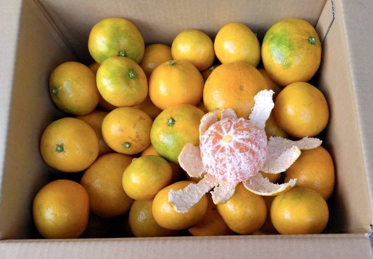 蜜柑 広島県産自然栽培 甘ーい蜜柑🍊数量限定！！5kg ご注文いただいてから