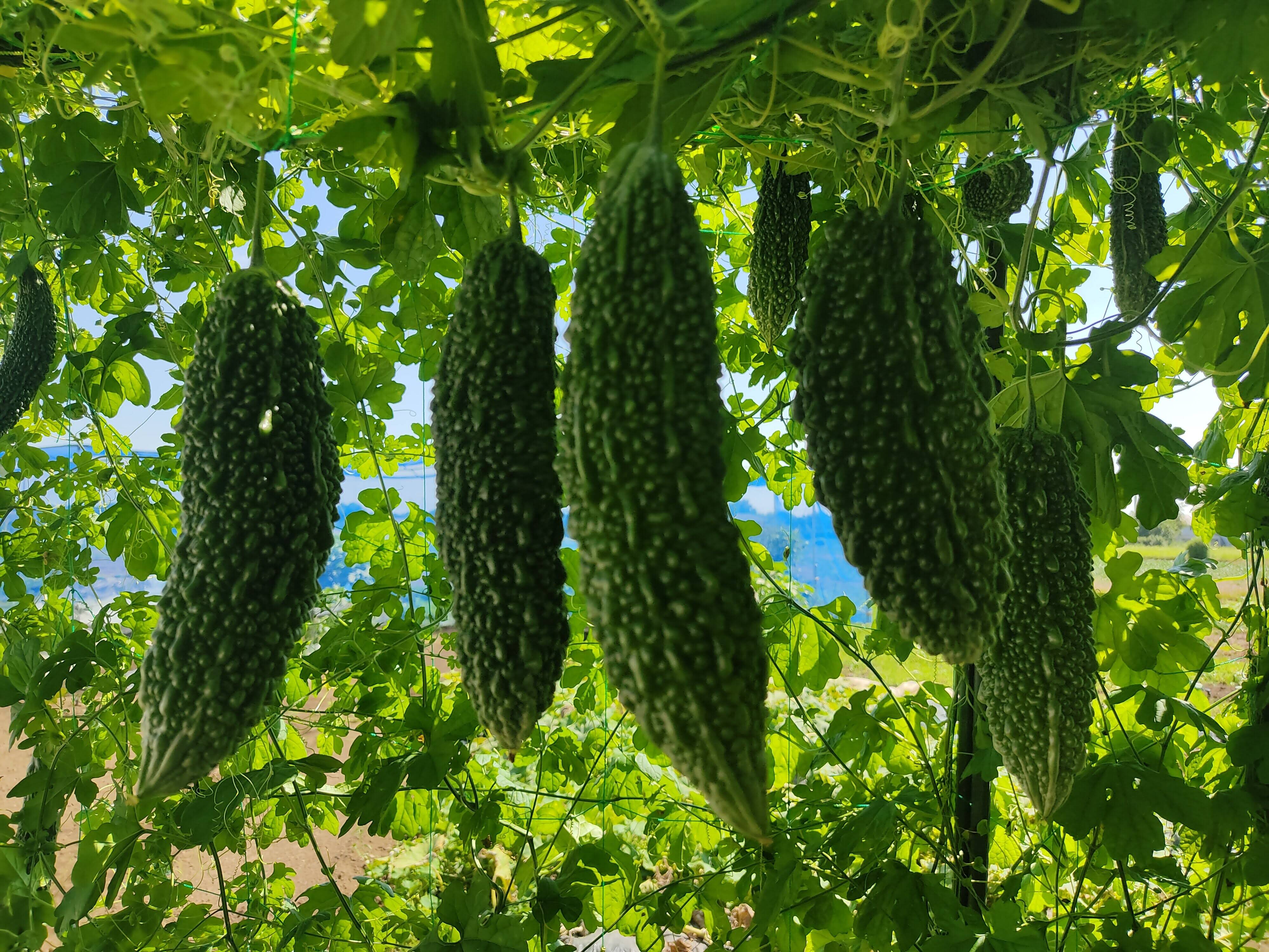 🥒夏の元気をチャージ！採れたてゴーヤ約650g～750g｜農薬・化成肥料不