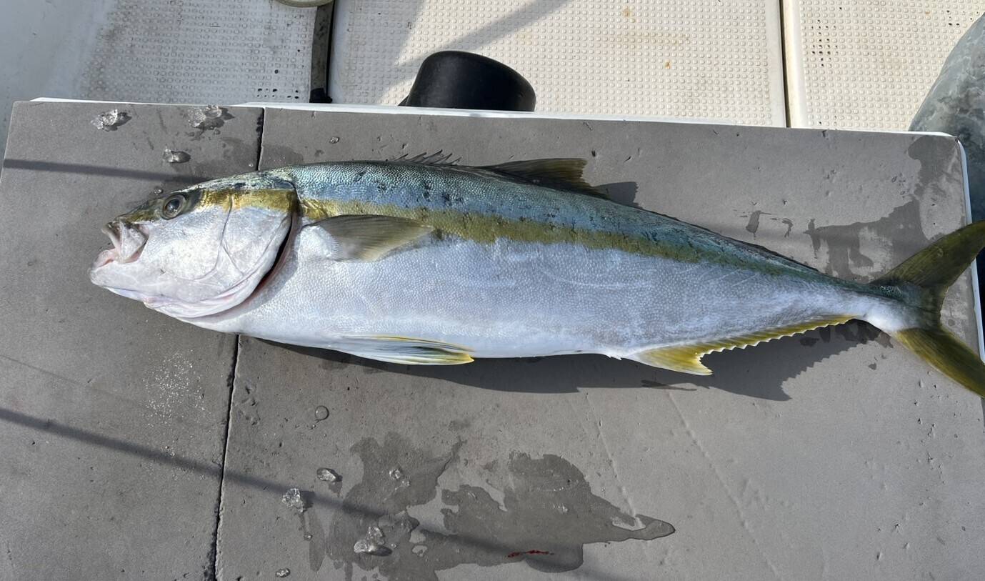 明日朝まで限定！捕れたて！ヒラマサ 約5kg 長崎県対馬市(内臓・鱗処理