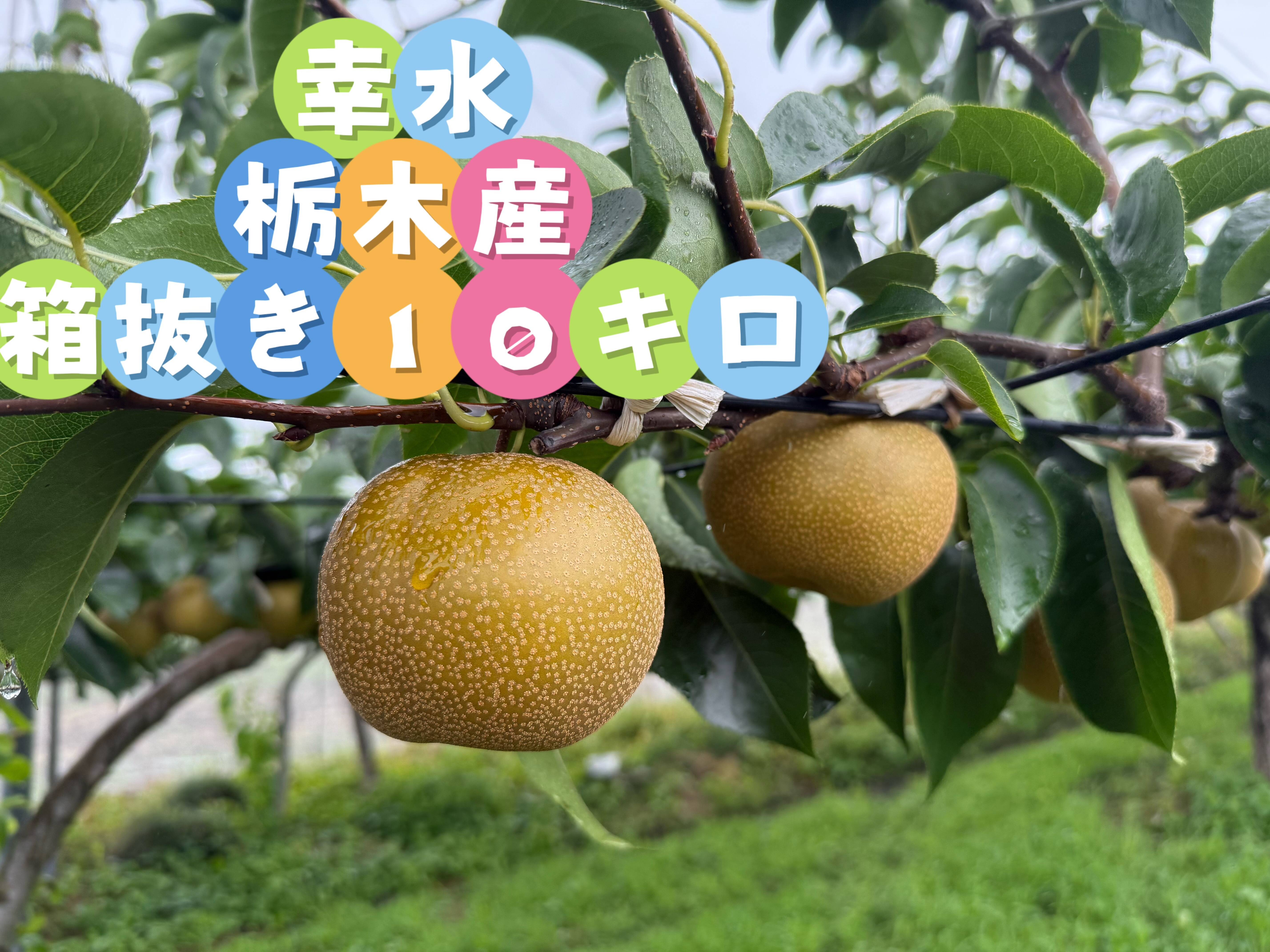 栃木県産 幸水梨 10キロ 12－18個ランダム発送：栃木県産の幸水｜食べ