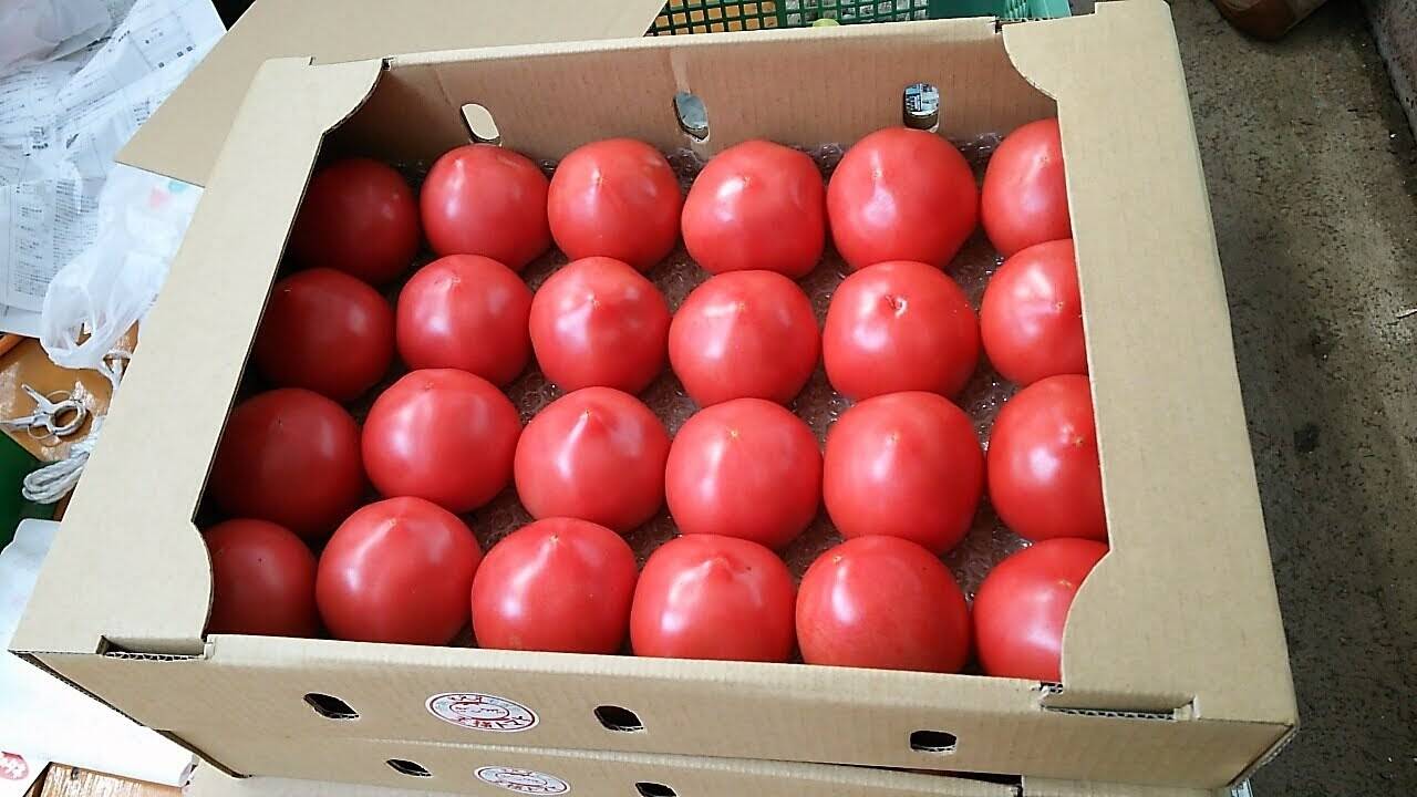 トマト様 王様トマト】有機質肥料で作った完熟トマト 8kg 48玉〜56玉入り：大分