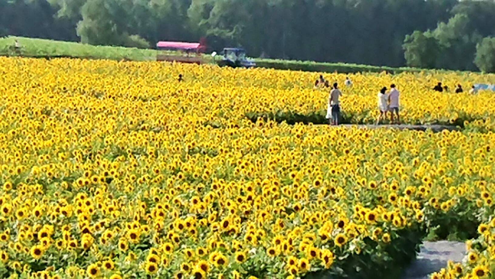 農場樹乃舎へのレビュー・商品：北海道｜食べチョク｜産地直送(産直)お